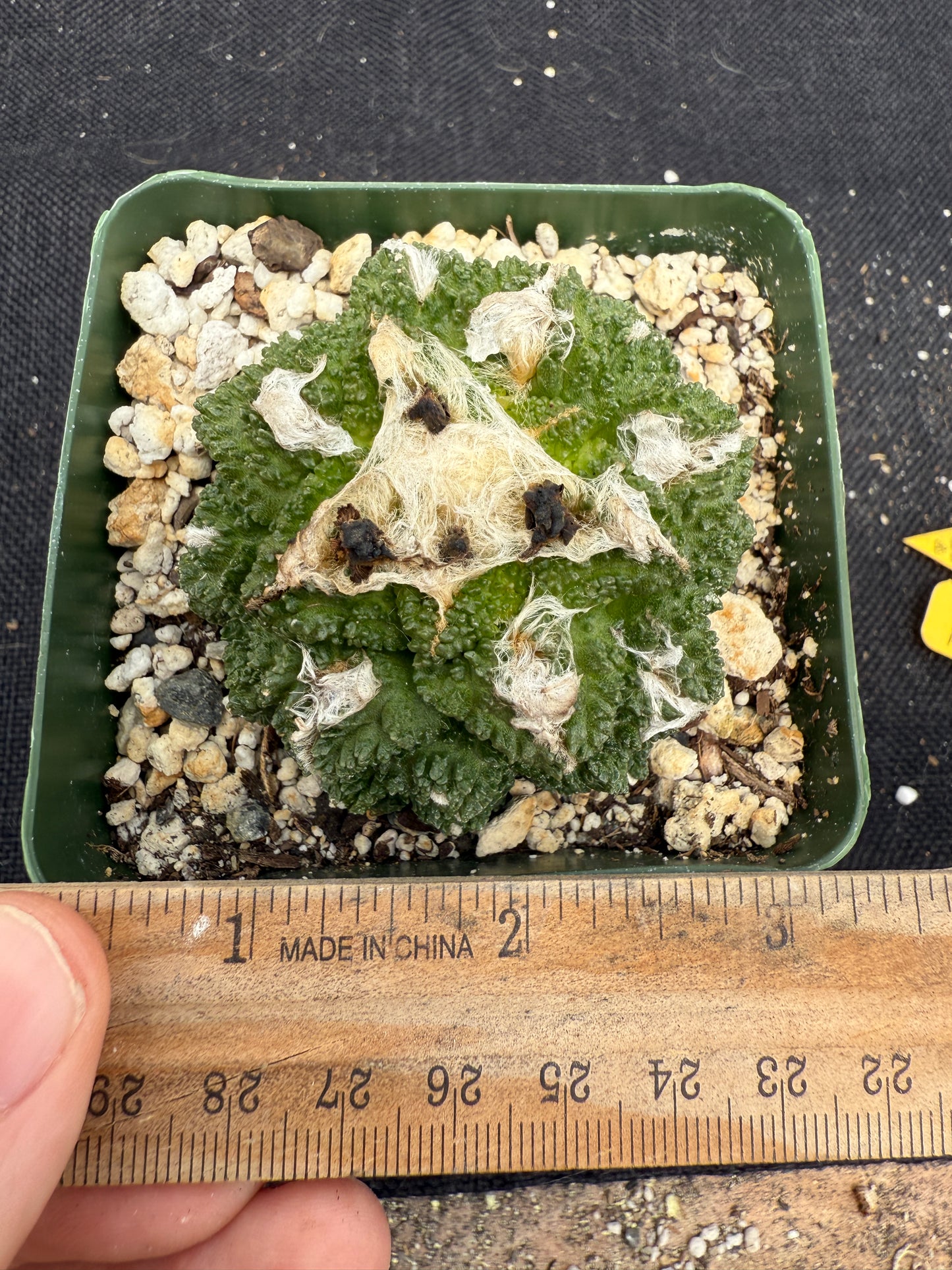Ariocarpus kotschoubeyanus x Godzilla hybrid on pereskiopsis short graft beauty cactus 1200