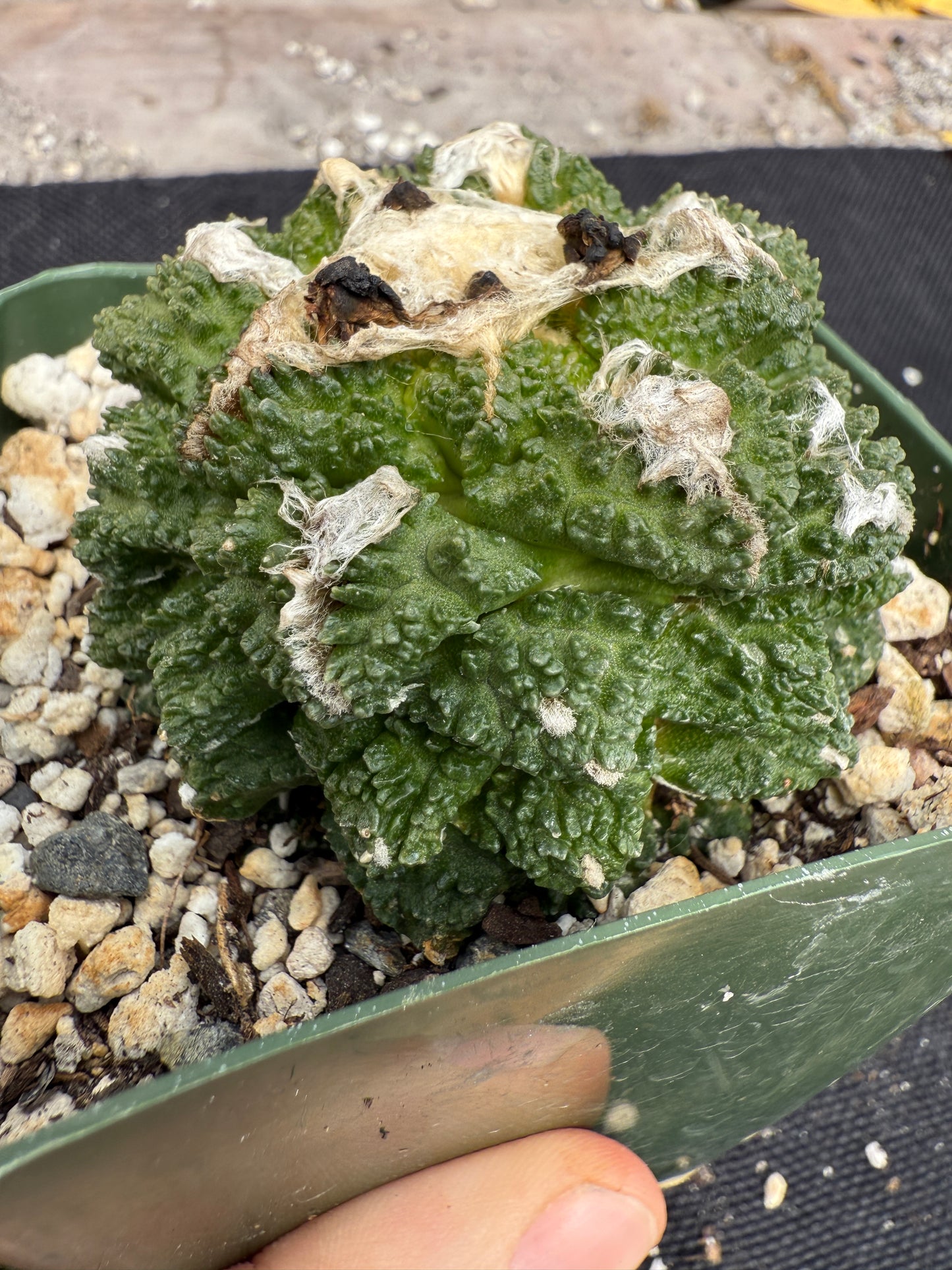 Ariocarpus kotschoubeyanus x Godzilla hybrid on pereskiopsis short graft beauty cactus 1200