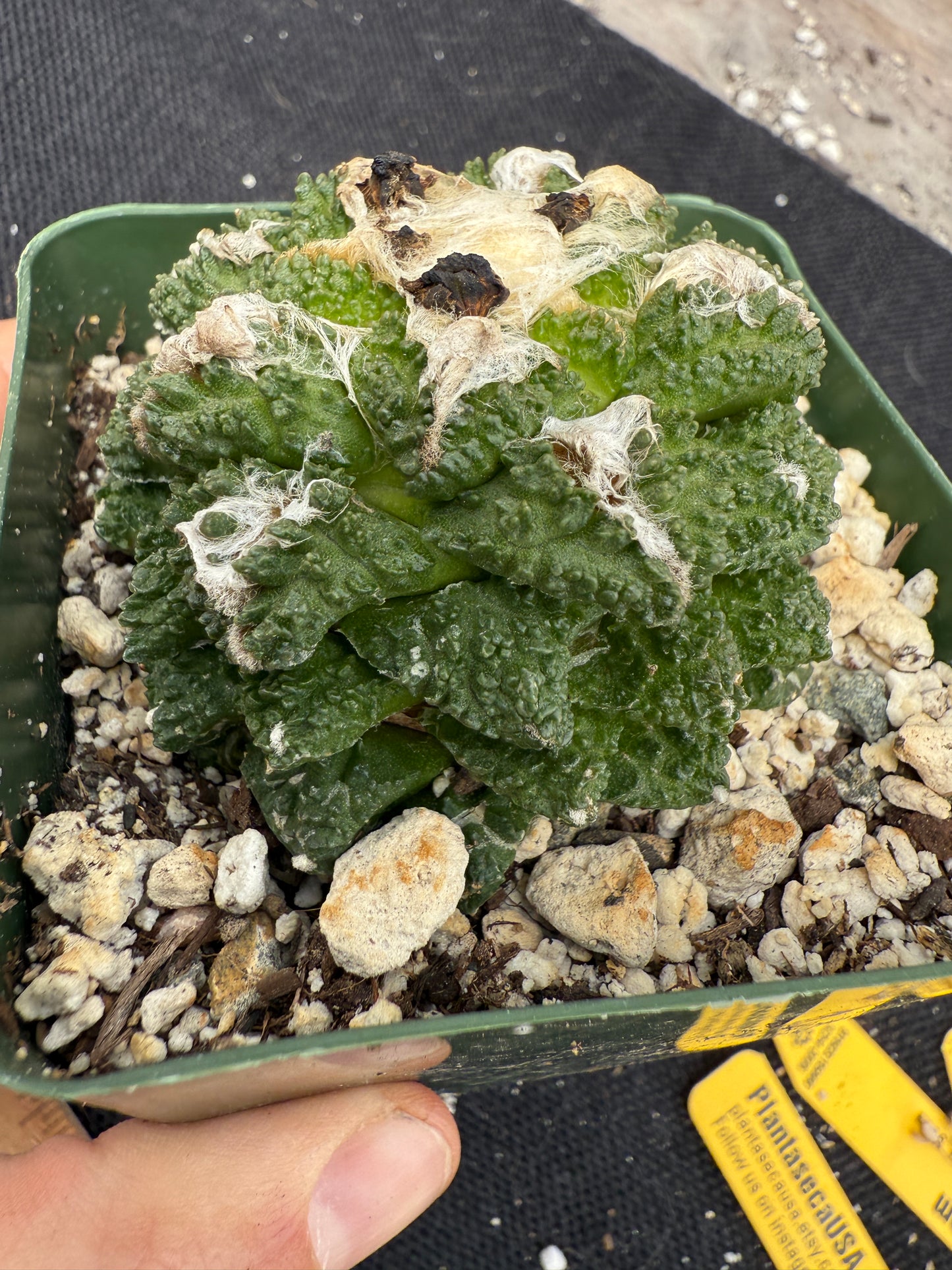 Ariocarpus kotschoubeyanus x Godzilla hybrid on pereskiopsis short graft beauty cactus 1200