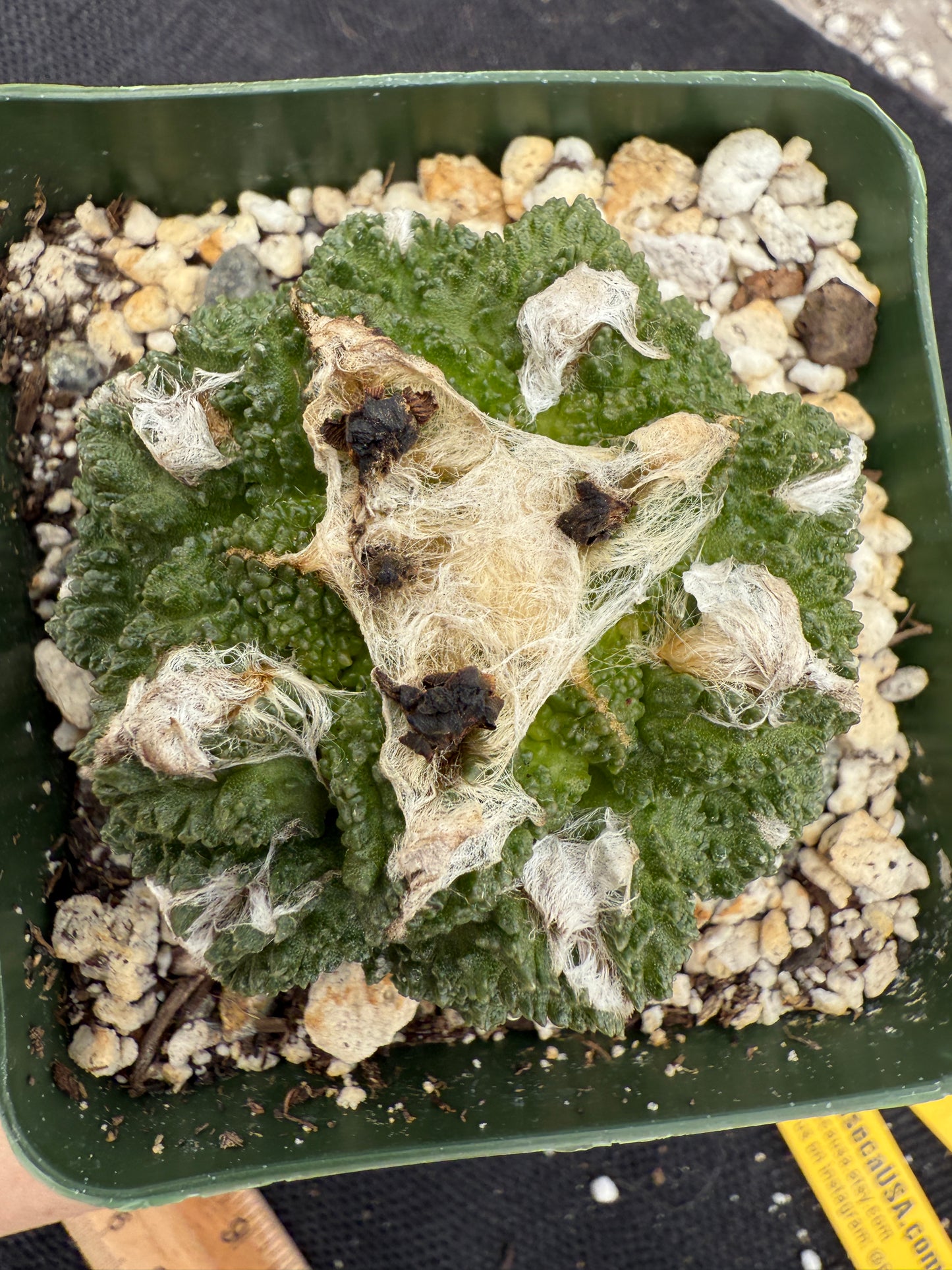 Ariocarpus kotschoubeyanus x Godzilla hybrid on pereskiopsis short graft beauty cactus 1200