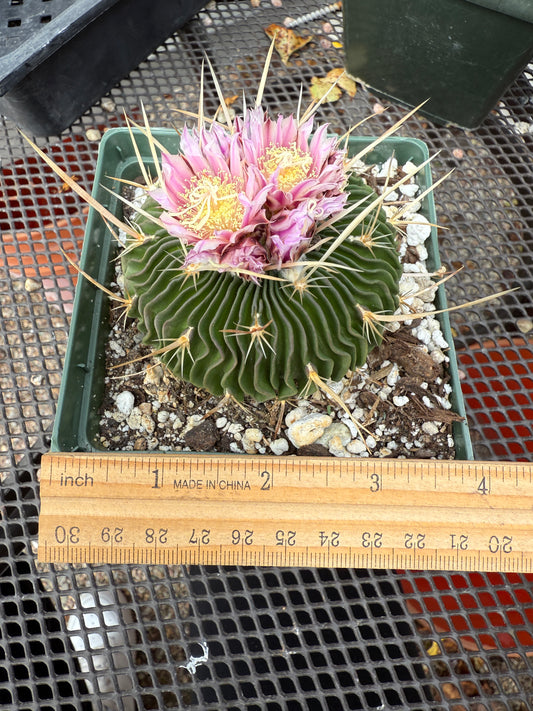 Multicostatus Stenocactus 0192 flowering succulent