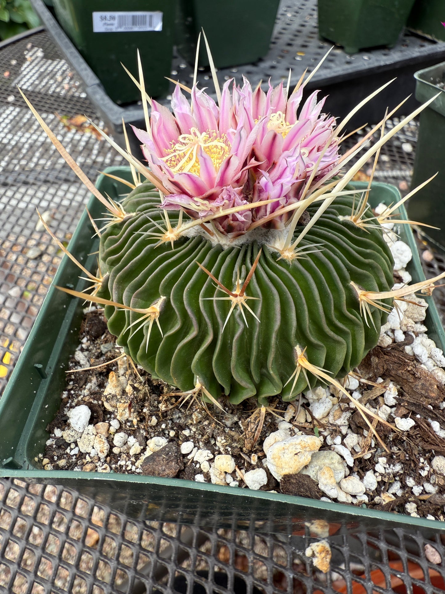 Multicostatus Stenocactus 0192 flowering succulent