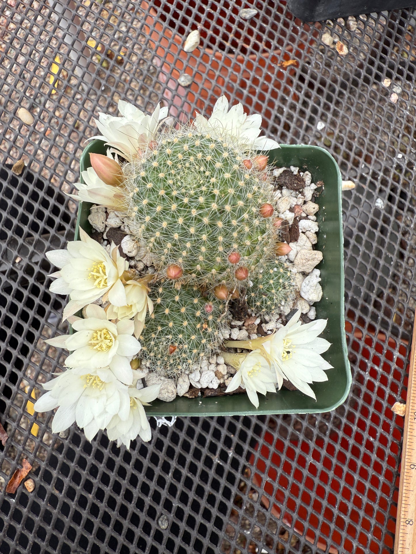 Rebutia albiflora 0661 white flower cactus