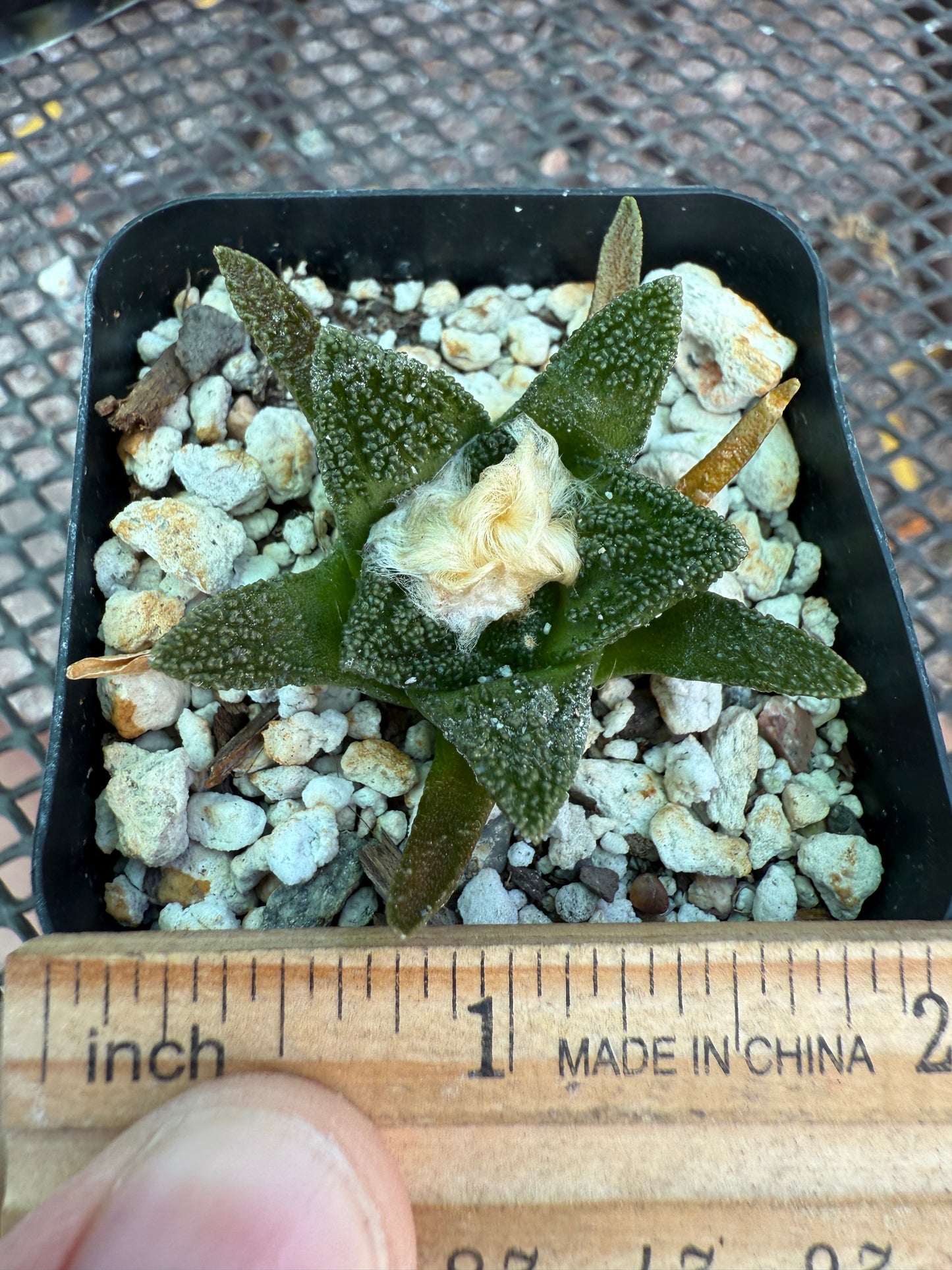 Ariocarpus Hintonii rare cactus 920