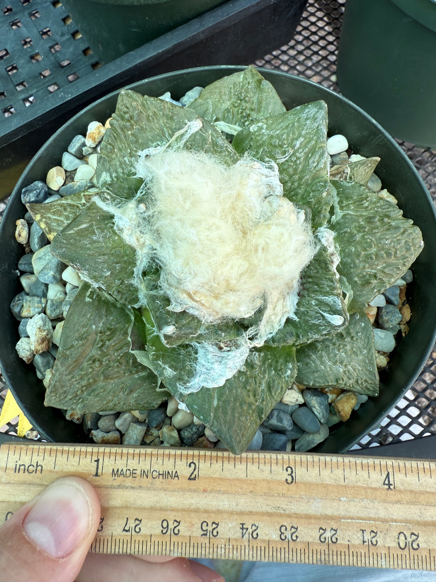 Ariocarpus caulizilla rare specimen large in 6 inch pot 1164