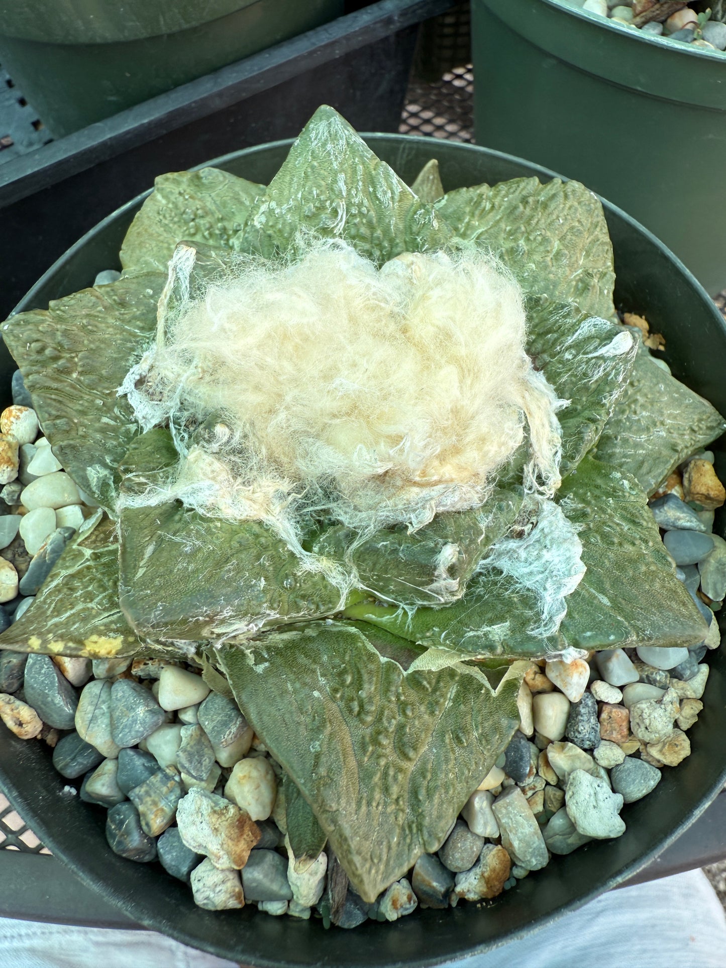 Ariocarpus caulizilla rare specimen large in 6 inch pot 1164