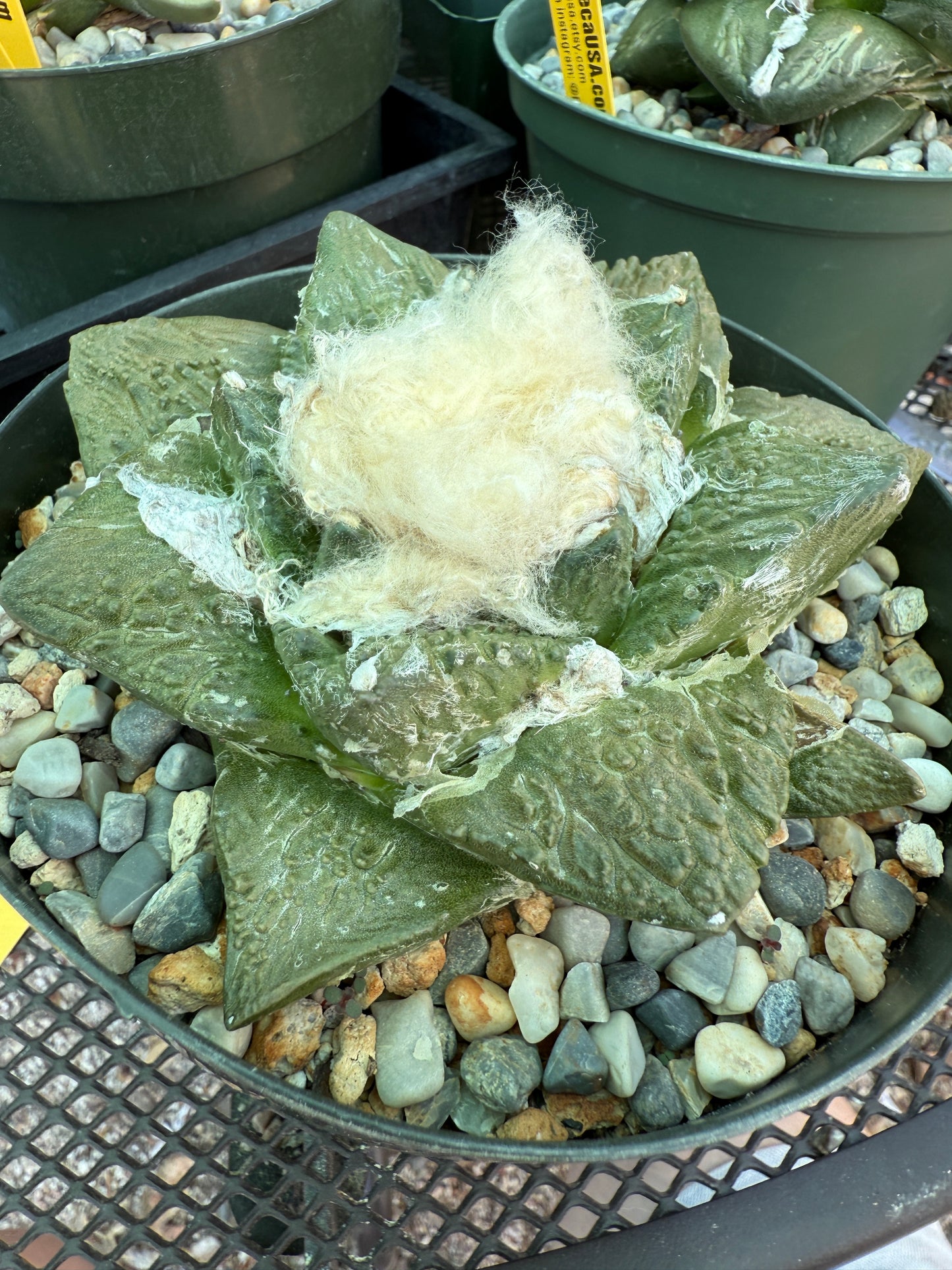 Ariocarpus caulizilla rare specimen large in 6 inch pot 1164