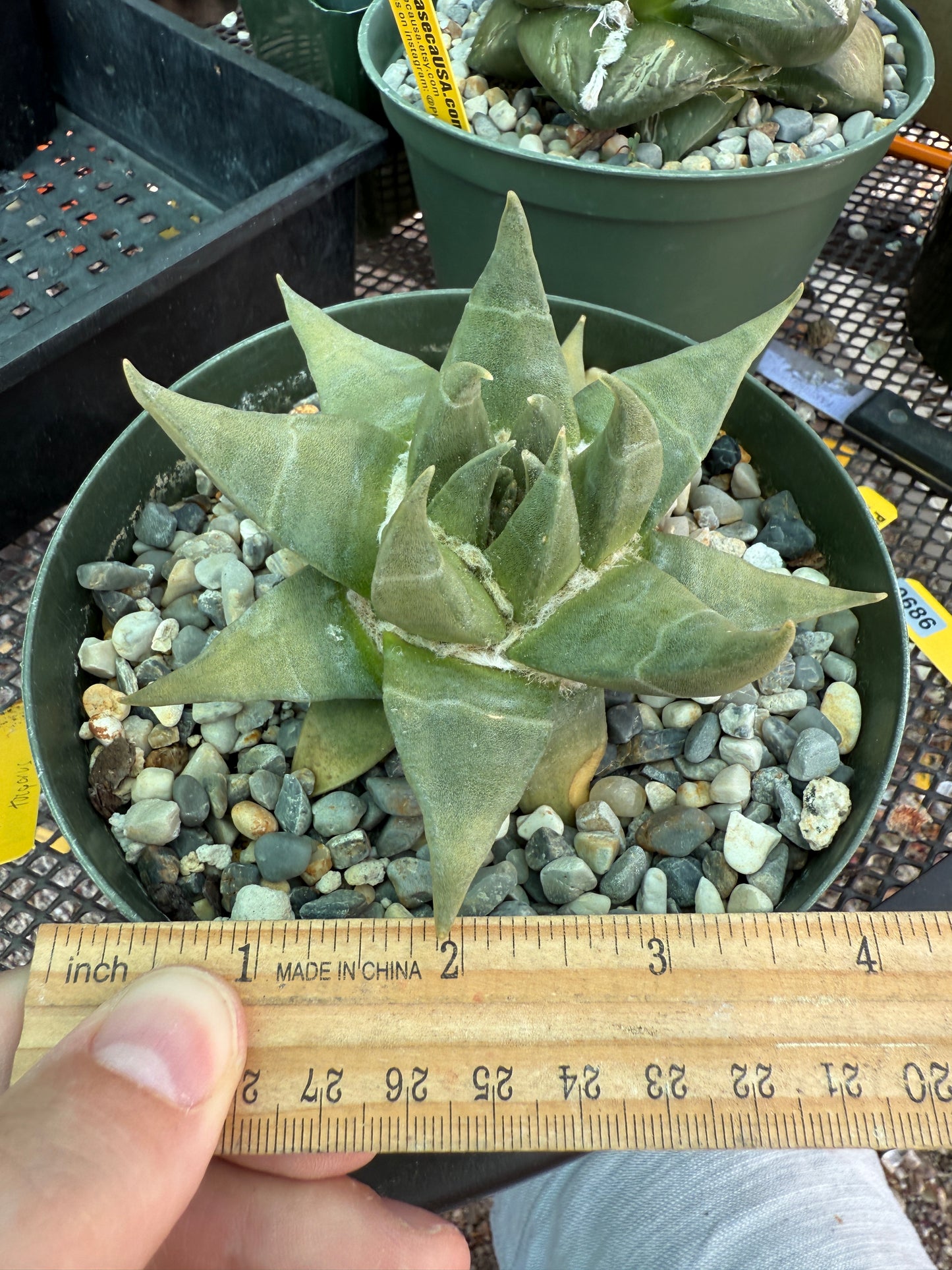 Ariocarpus trigonus large plant 686