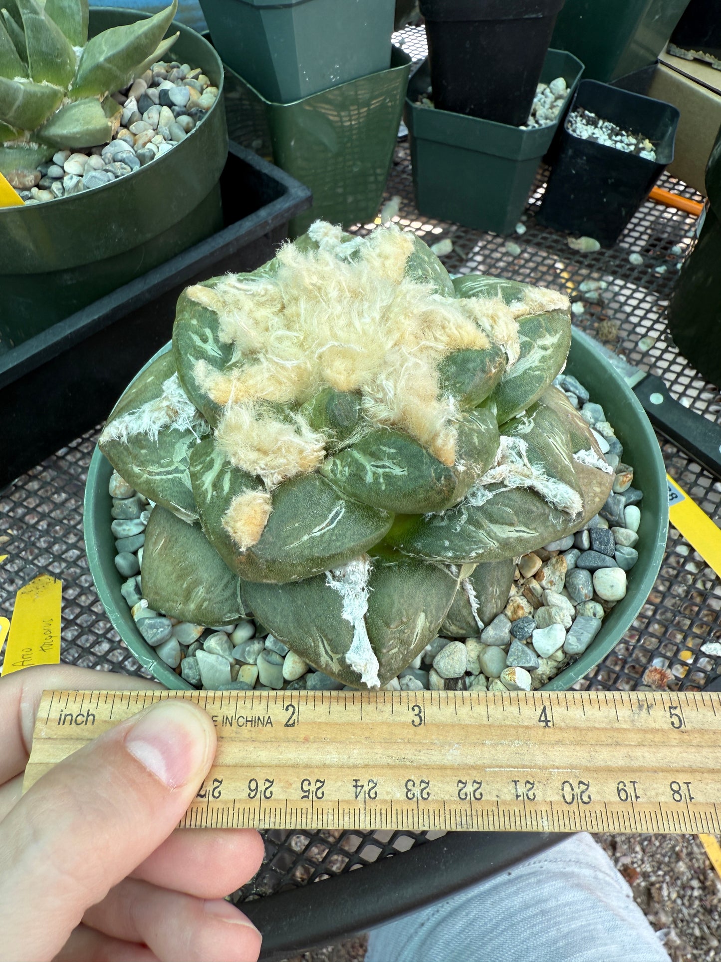 Ariocarpus lloydii specimen size beautiful plant 688