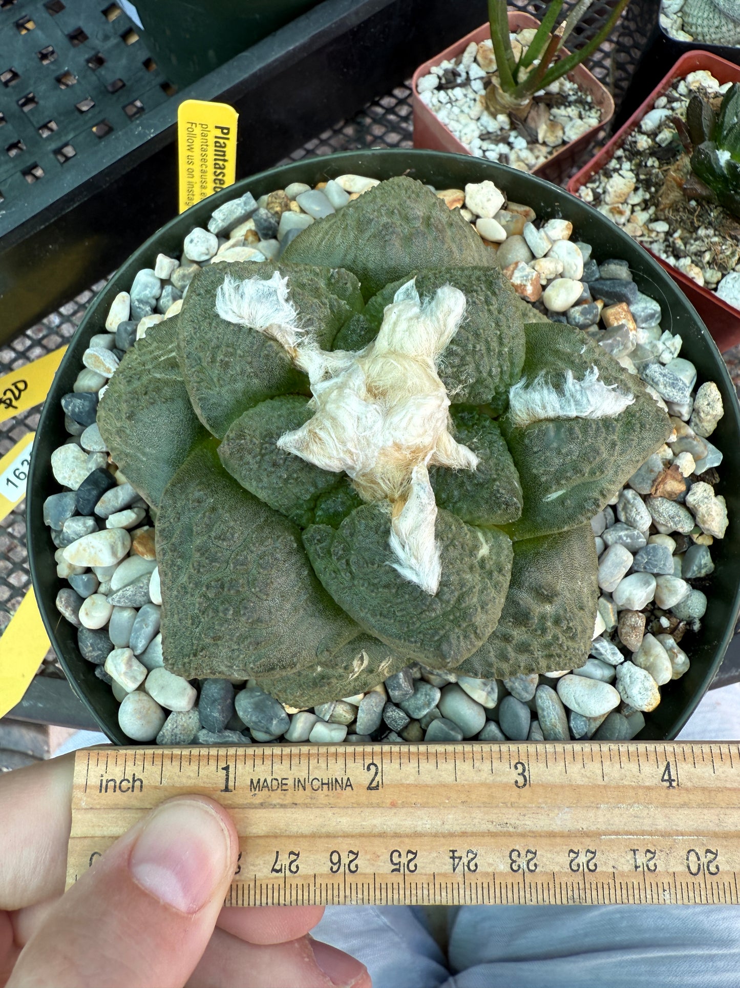 Ariocarpus lloydii in 6 inch pot rare plant beautiful 1660