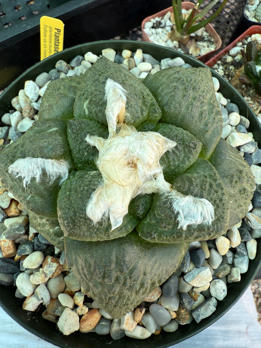 Ariocarpus lloydii in 6 inch pot rare plant beautiful 1660