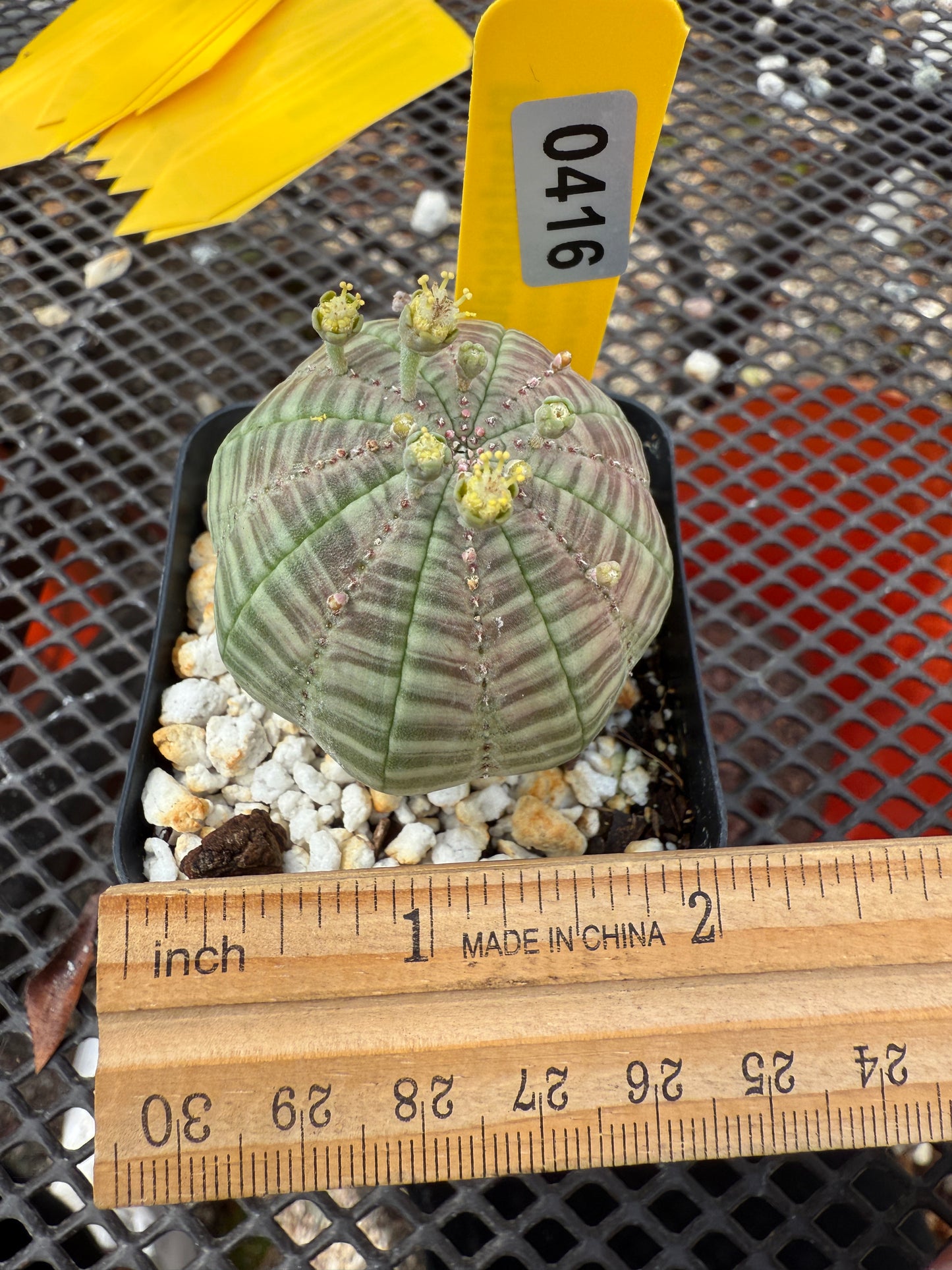 Euphorbia obesa 416