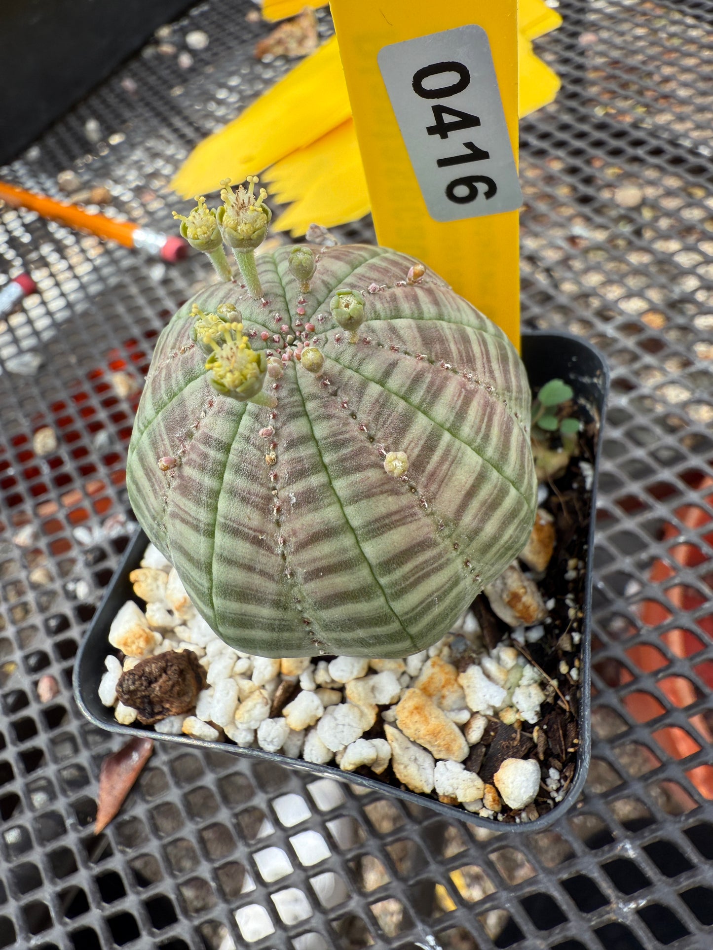 Euphorbia obesa 416