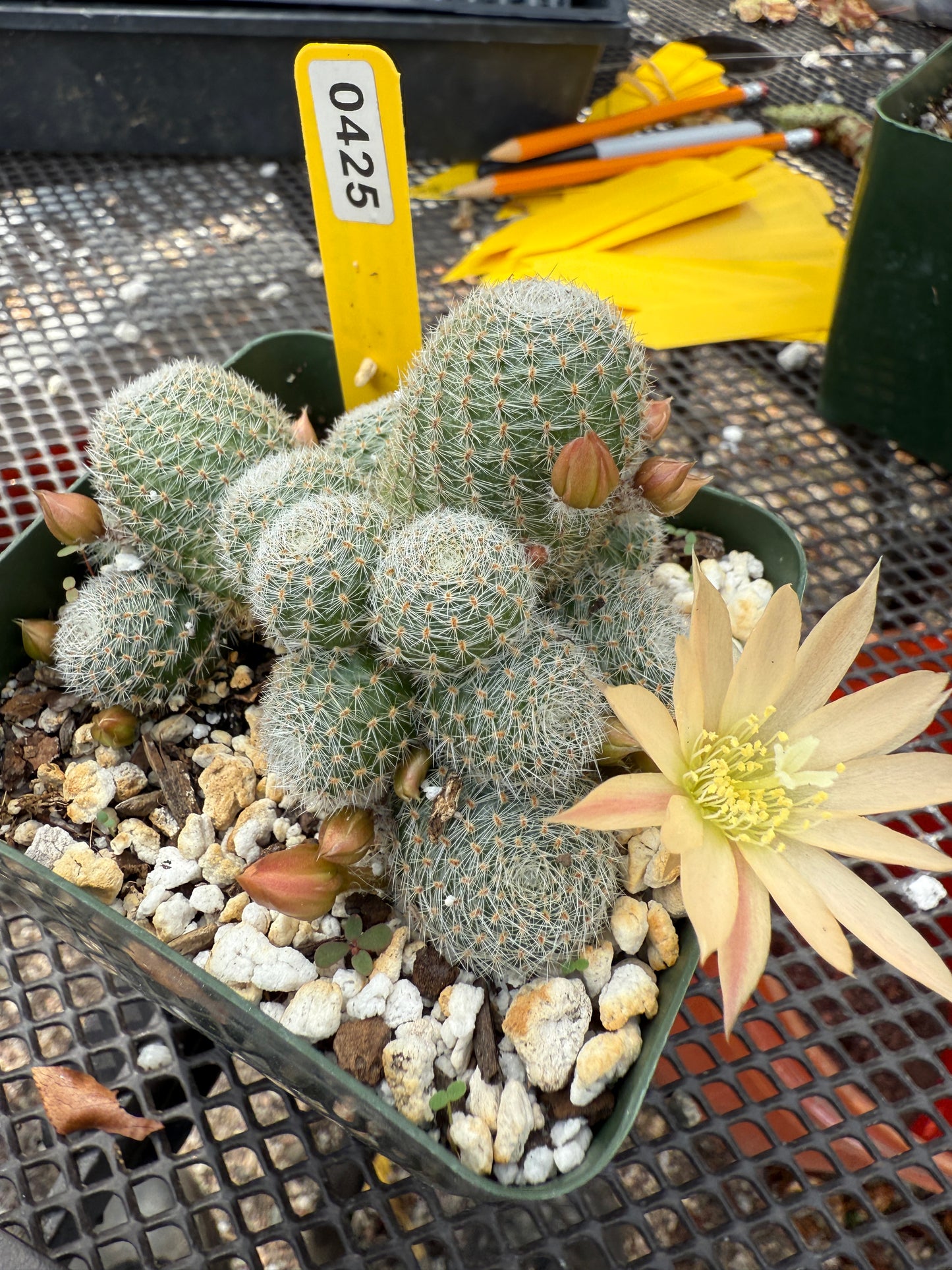Rebutia sunset cactus 0425