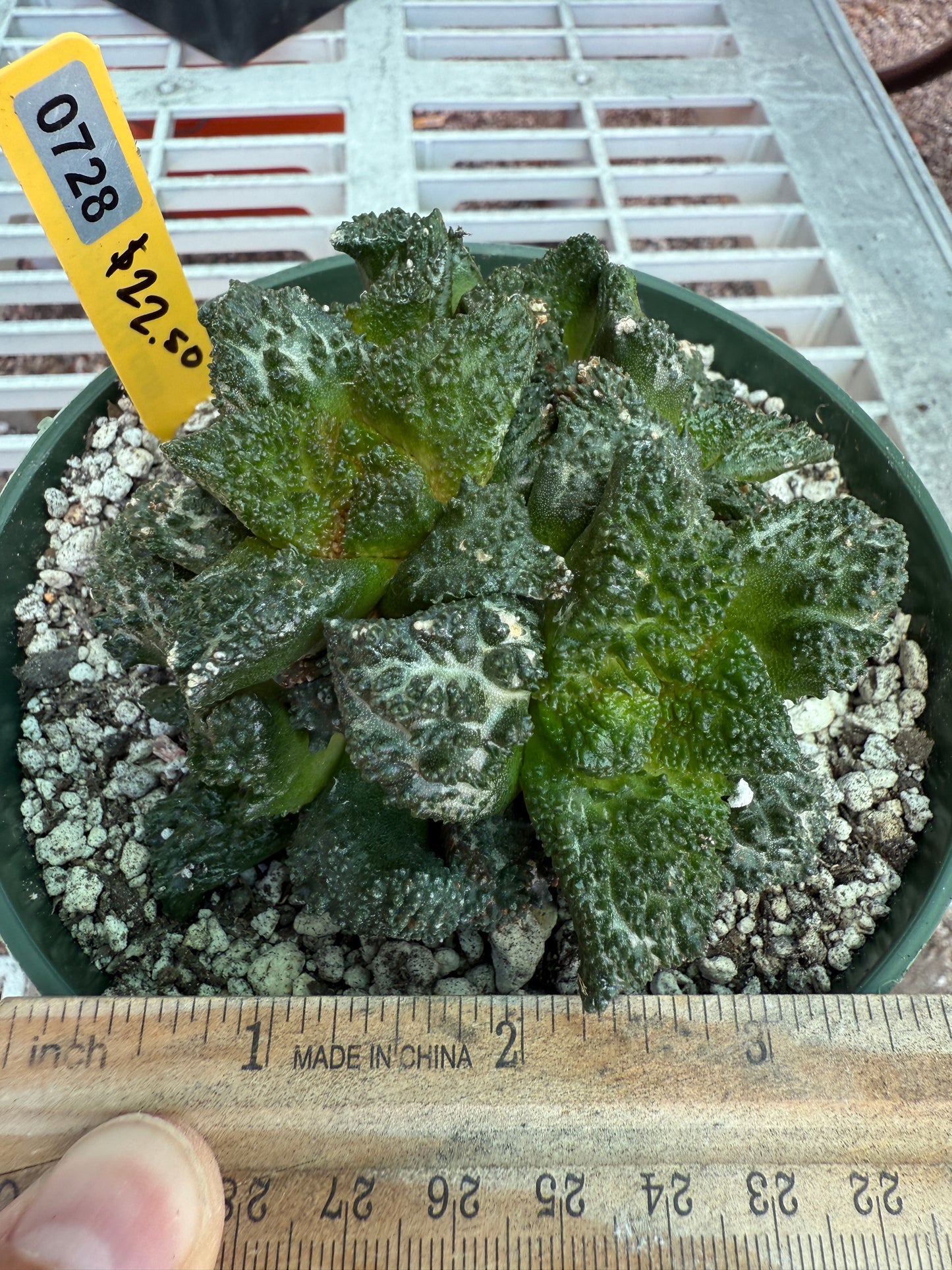 Ariocarpus Godzilla clusters on short pereskiopsis graft 0728