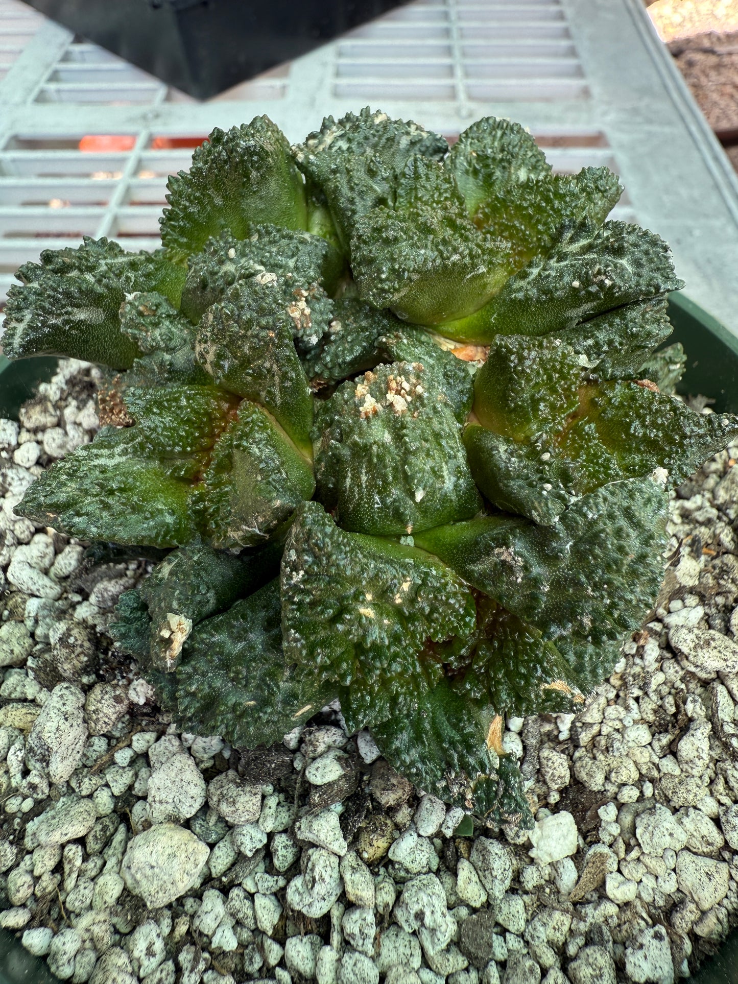 Ariocarpus Godzilla clusters on short pereskiopsis graft 0728