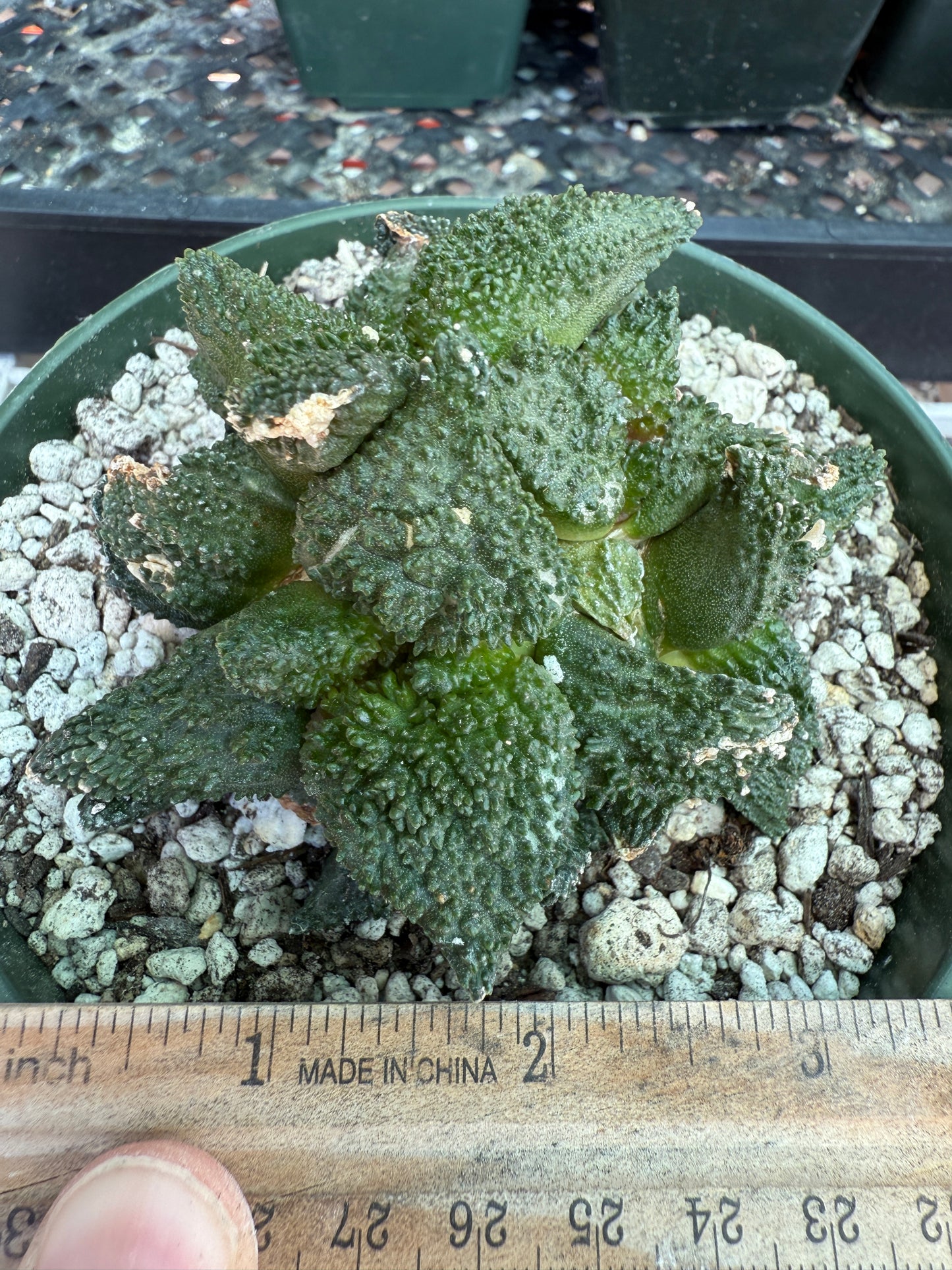 Ariocarpus Godzilla clusters on short pereskiopsis graft 1650