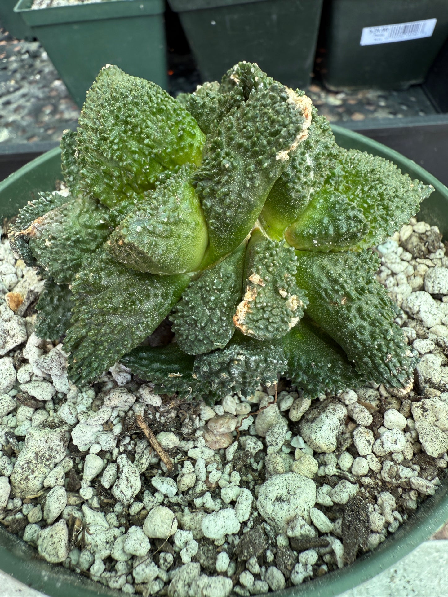 Ariocarpus Godzilla clusters on short pereskiopsis graft 1650