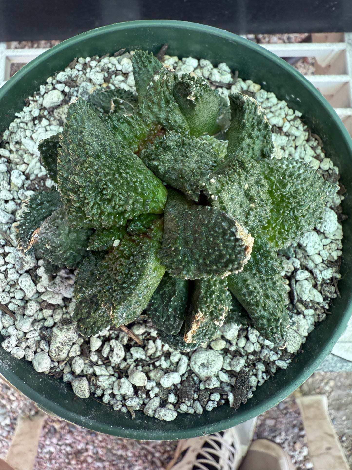 Ariocarpus Godzilla clusters on short pereskiopsis graft 1650