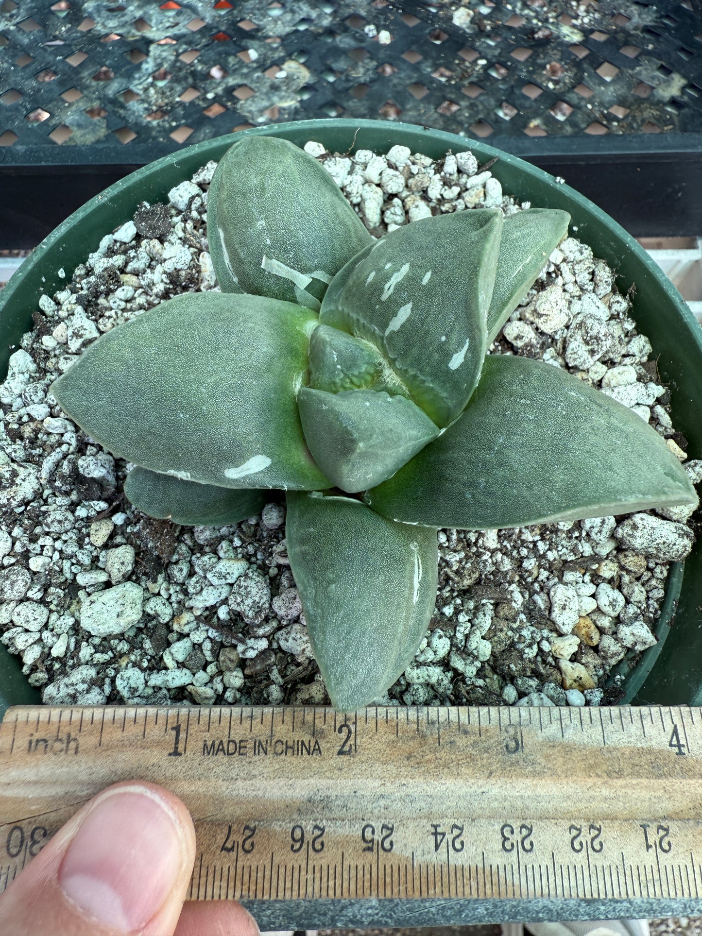Ariocarpus frumdosus in 6 inch pot large tubercle 1728