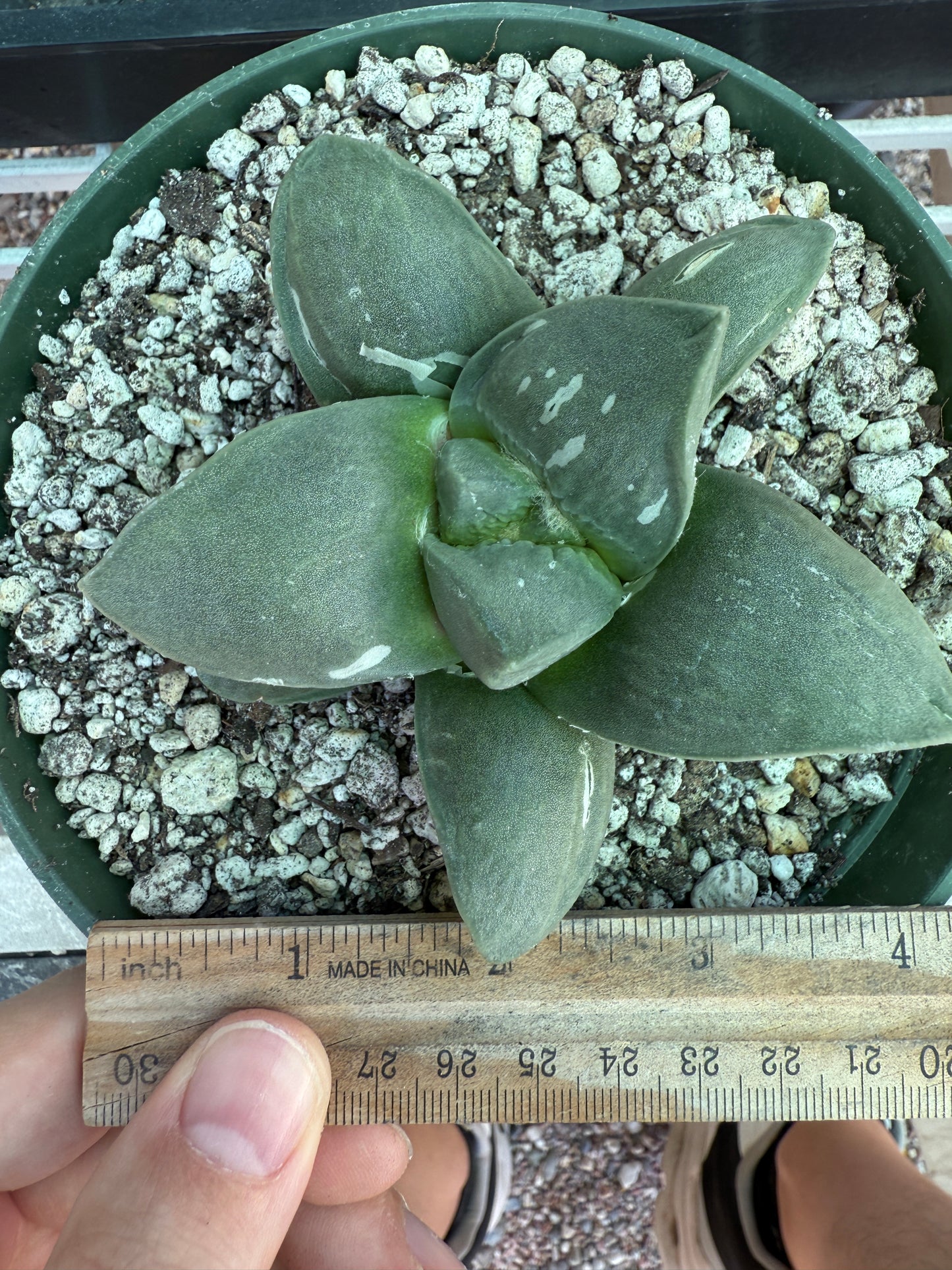 Ariocarpus frumdosus in 6 inch pot large tubercle 1728
