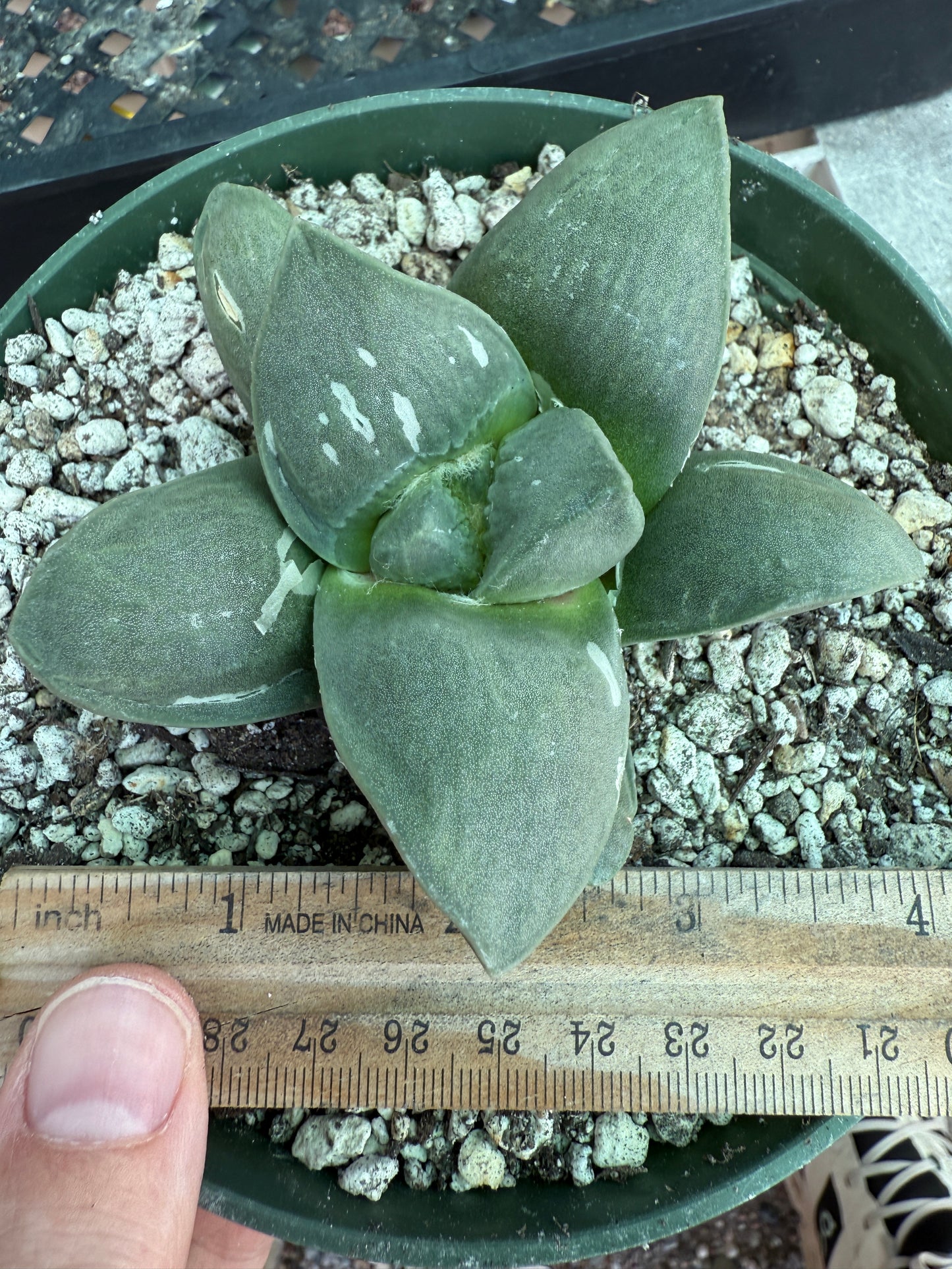 Ariocarpus frumdosus in 6 inch pot large tubercle 1728