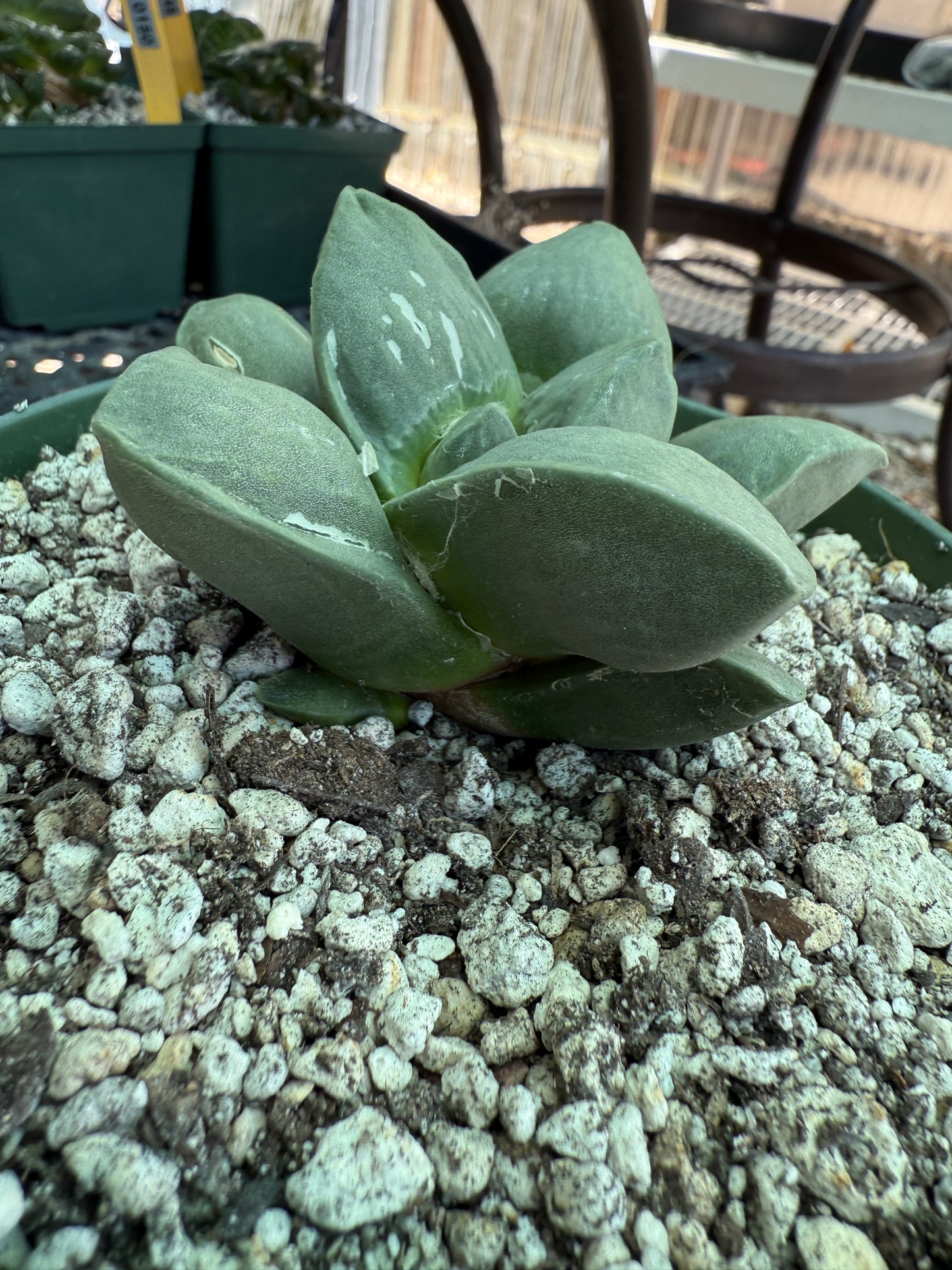 Ariocarpus frumdosus in 6 inch pot large tubercle 1728