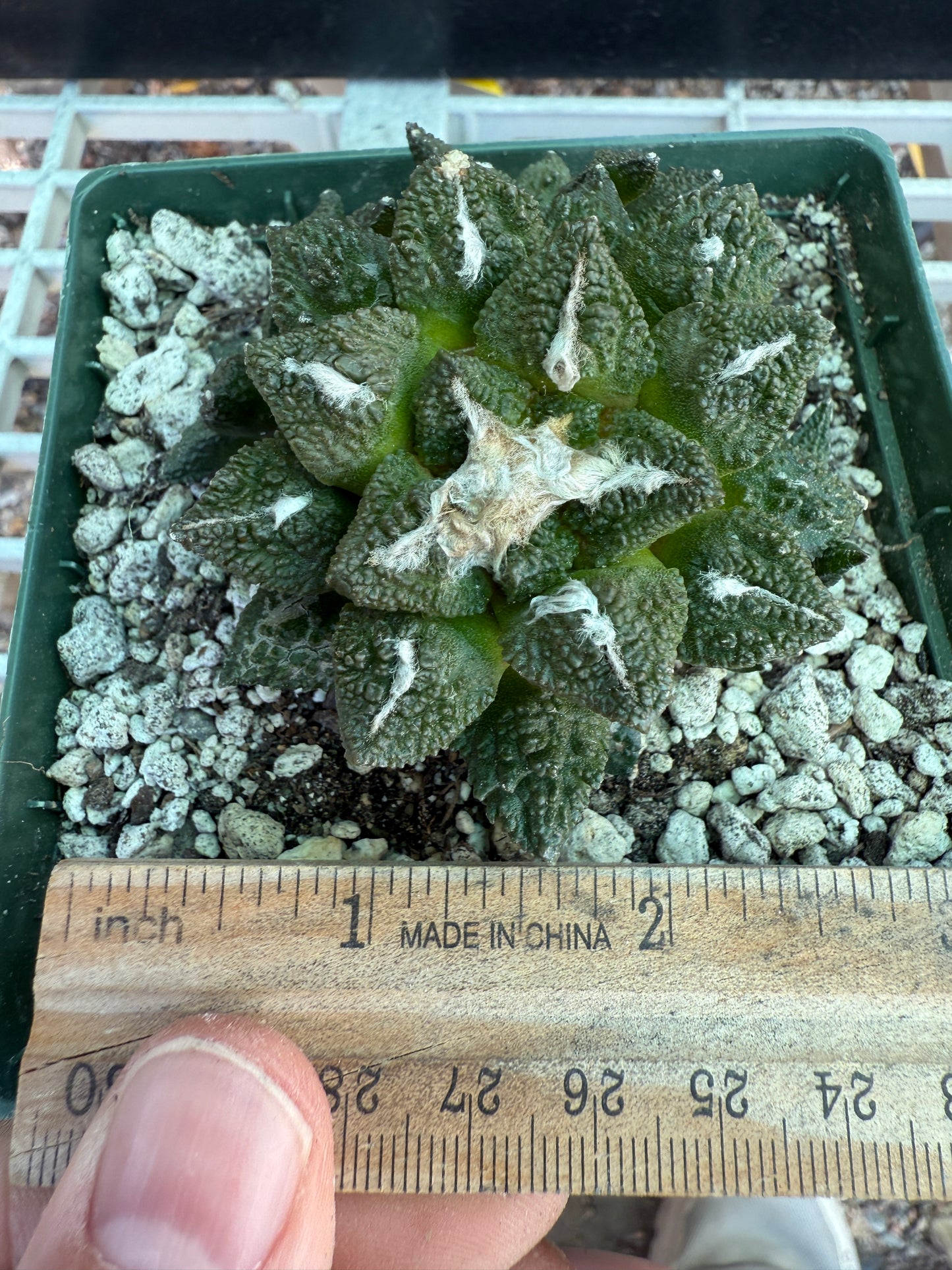 Ariocarpus kotschoubeyanus x Godzilla many heads grafted on pereskiopsis 0150