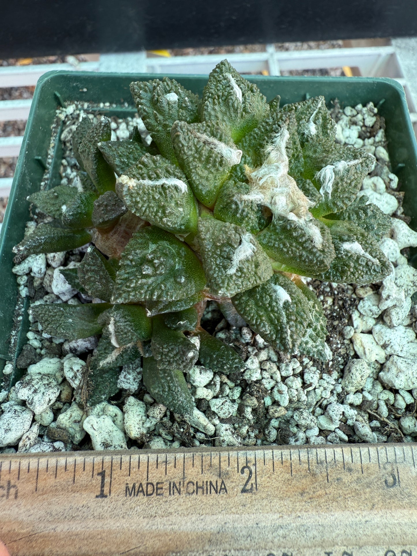 Ariocarpus kotschoubeyanus x Godzilla many heads grafted on pereskiopsis 0150