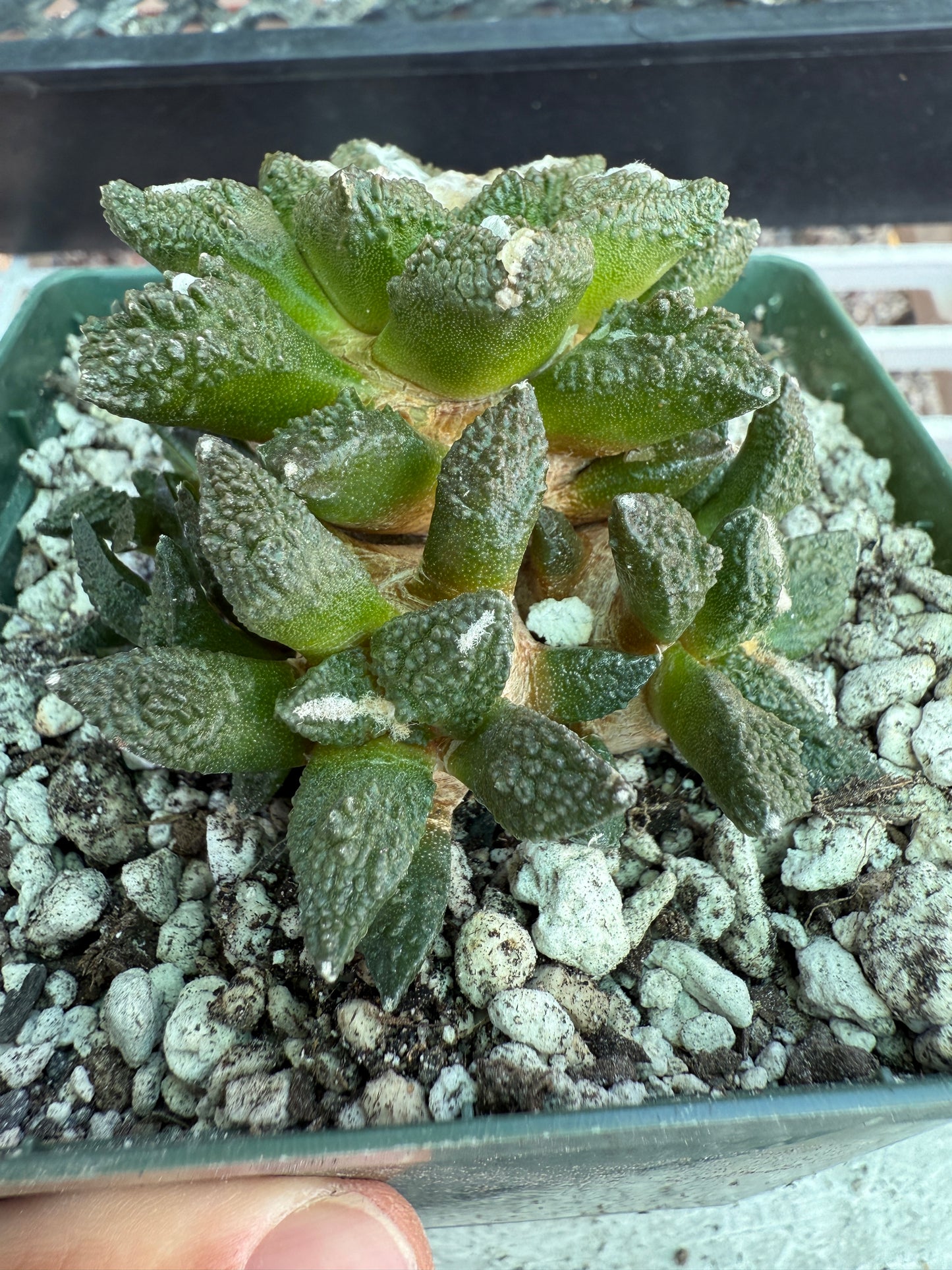 Ariocarpus kotschoubeyanus x Godzilla many heads grafted on pereskiopsis 0150