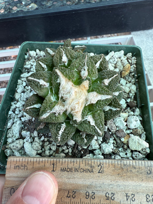 Ariocarpus kotschoubeyanus x Godzilla on pereskiopsis 0149