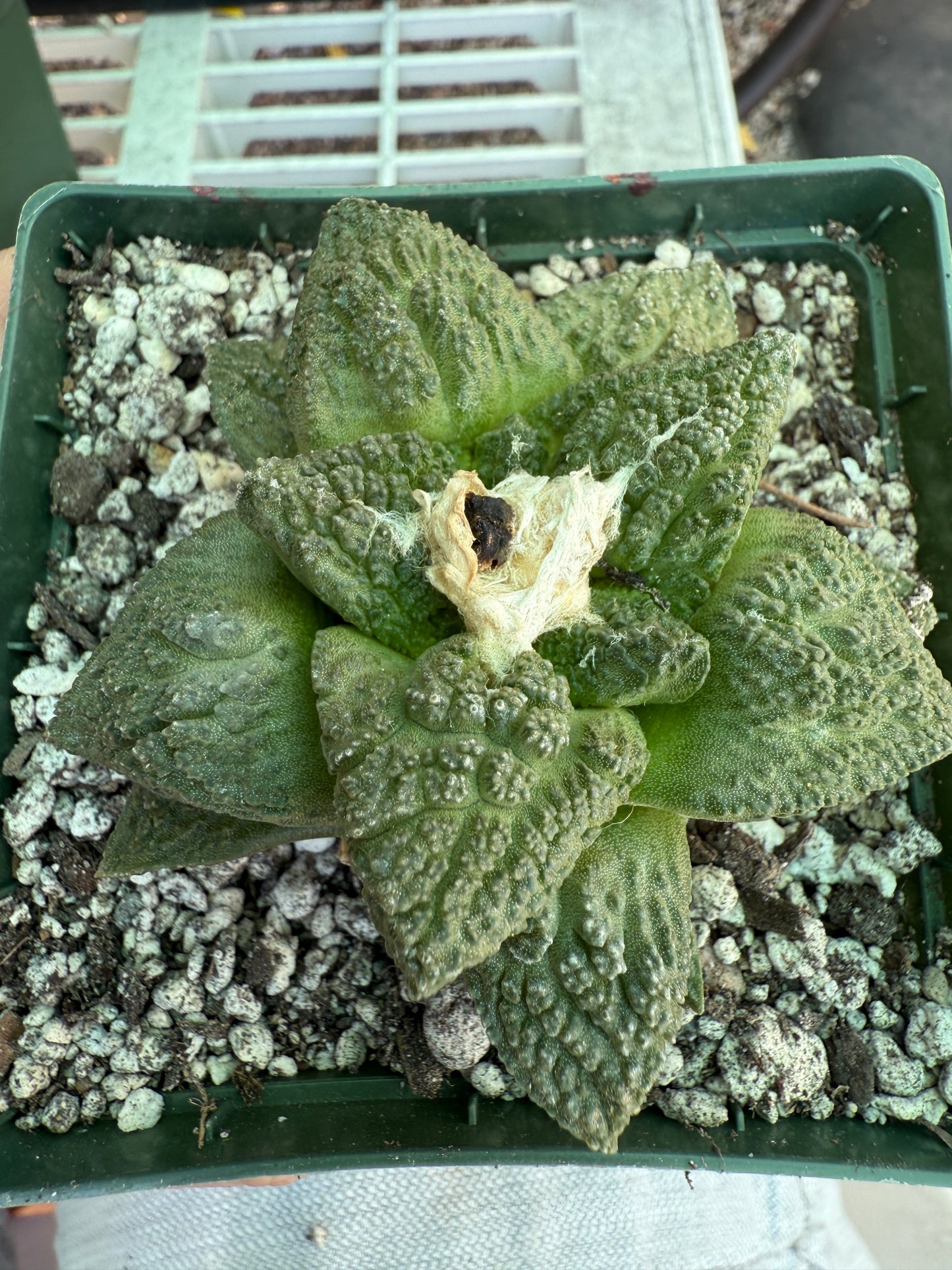 Ariocarpus Godzilla cactus 0062