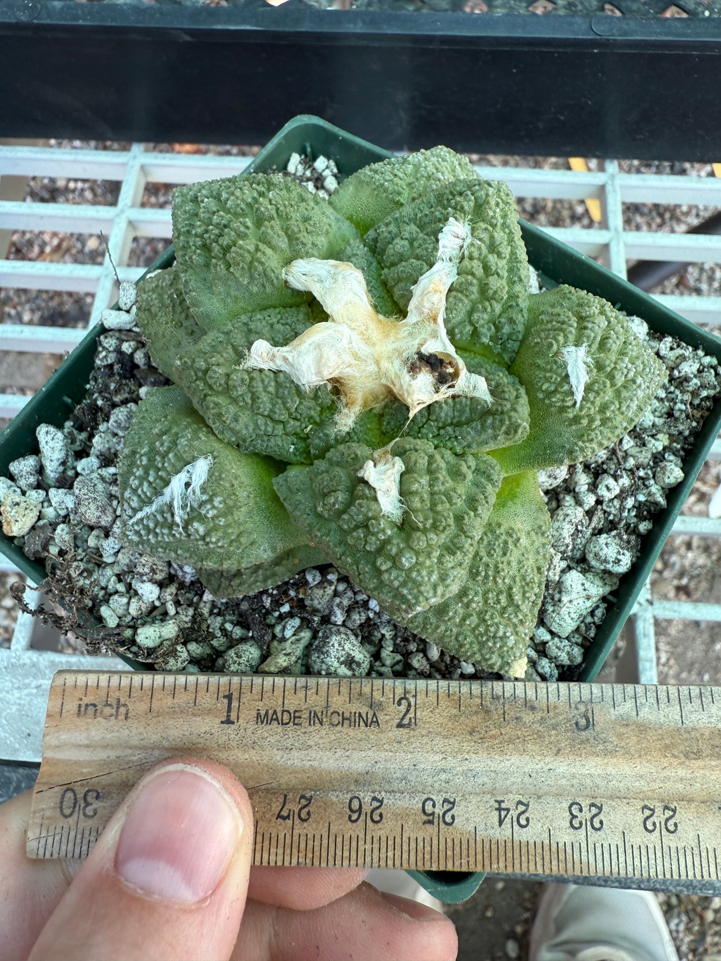 Ariocarpus fissuratus very nice plant 133 4.25 inch pot