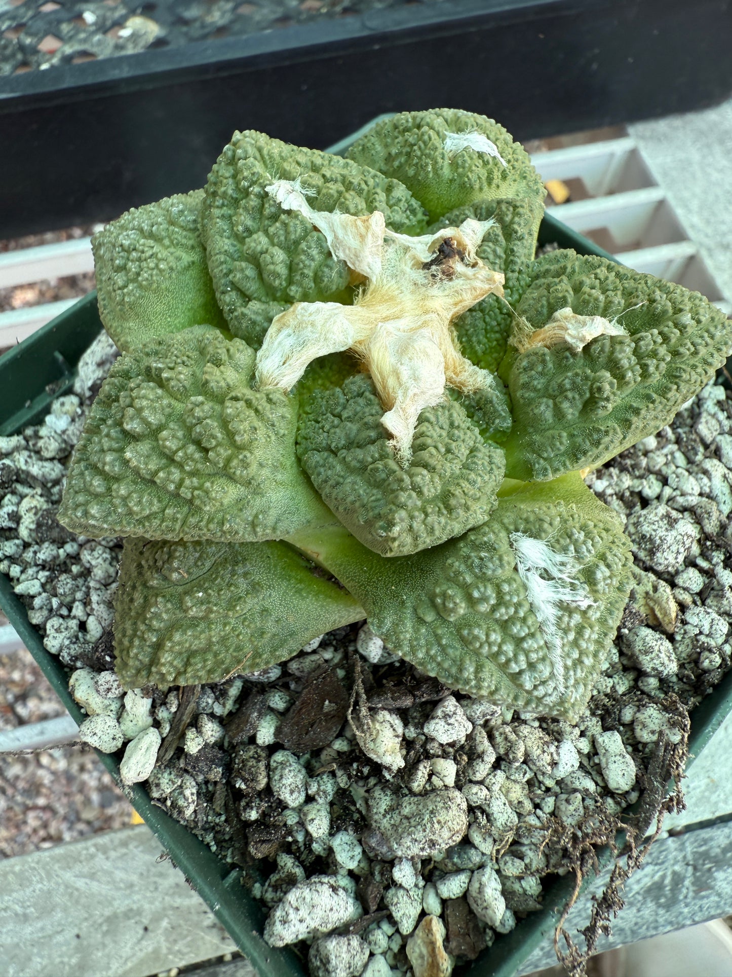 Ariocarpus fissuratus very nice plant 133 4.25 inch pot