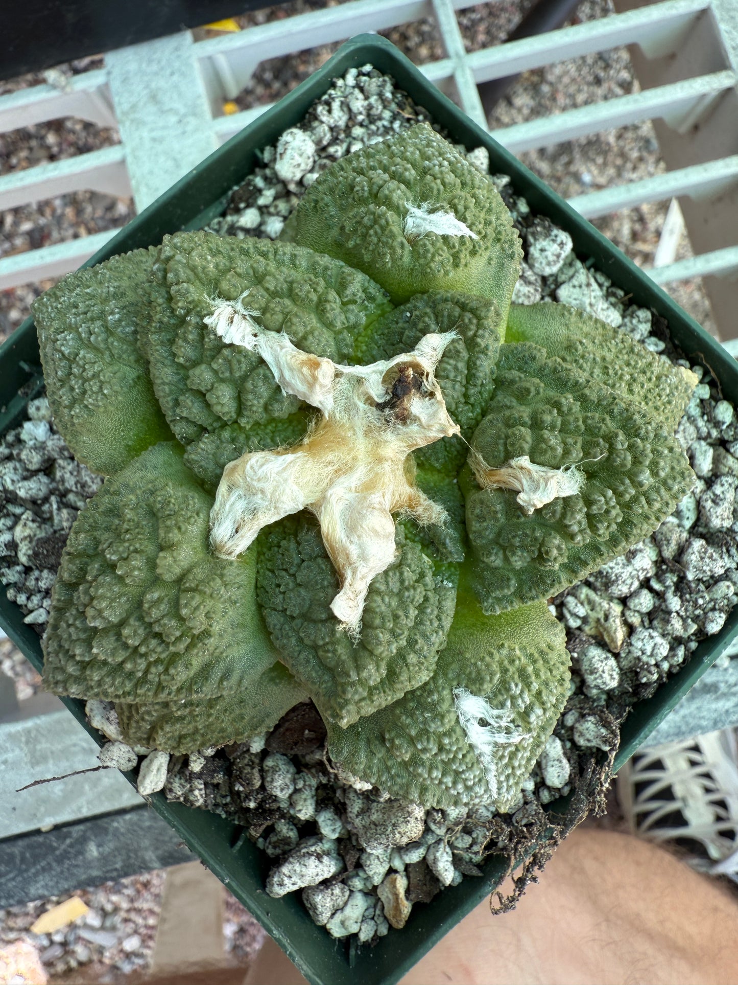 Ariocarpus fissuratus very nice plant 133 4.25 inch pot