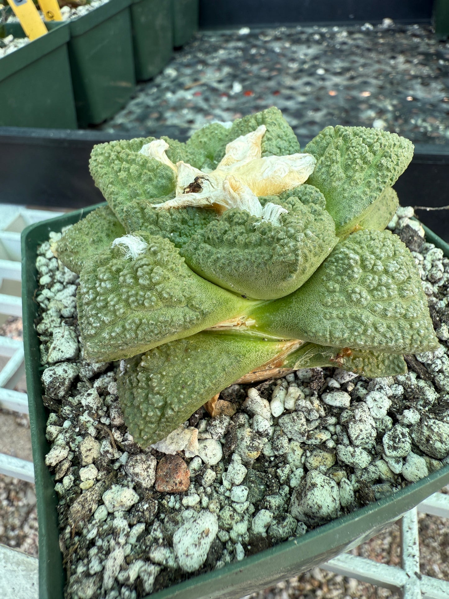 Ariocarpus fissuratus very nice plant 133 4.25 inch pot