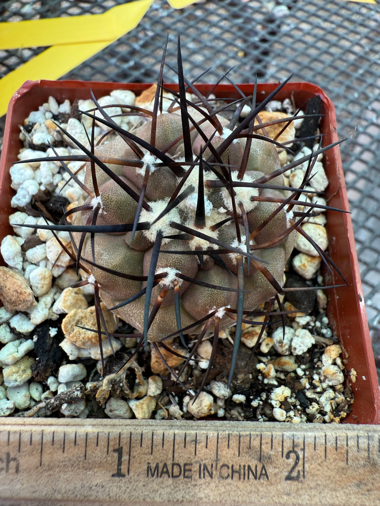 Copiapoa cinerea cactus with character 0001