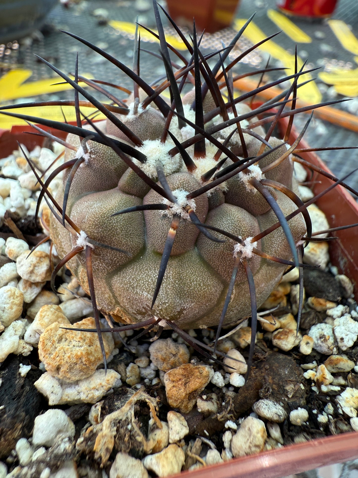 Copiapoa cinerea cactus with character 0001