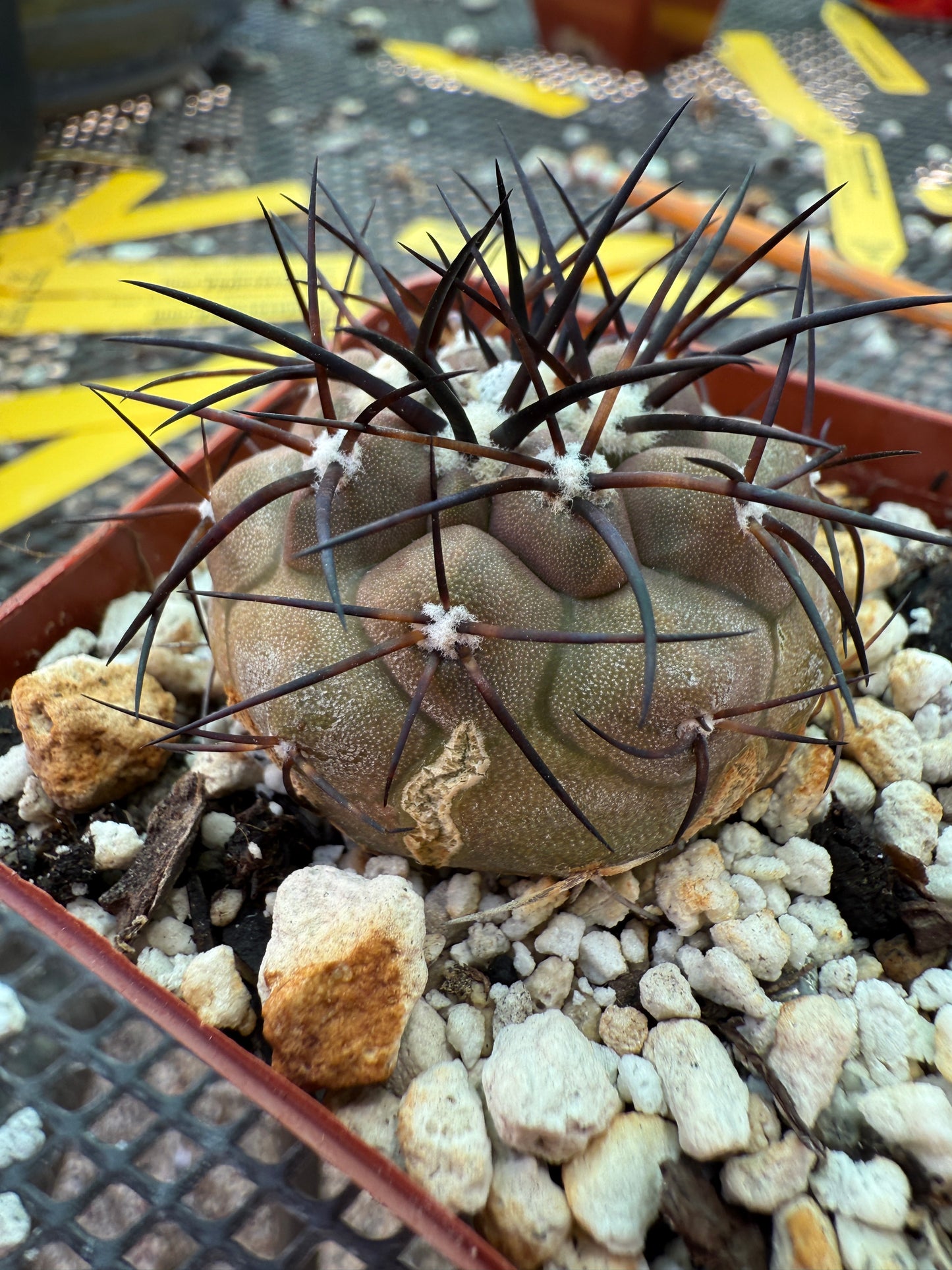 Copiapoa cinerea cactus with character 0001