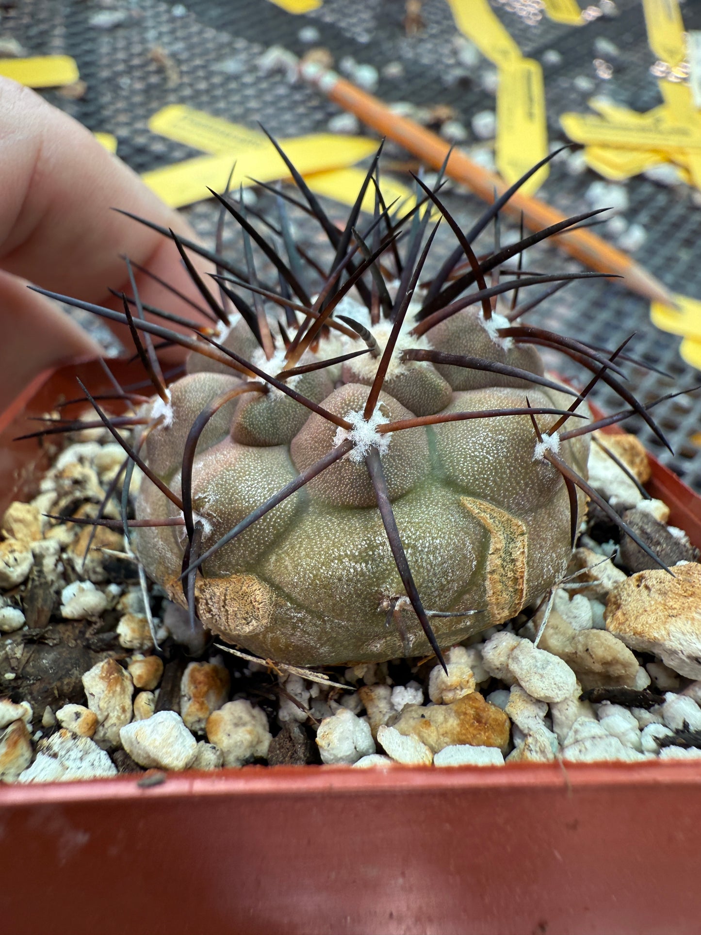 Copiapoa cinerea cactus with character 0001