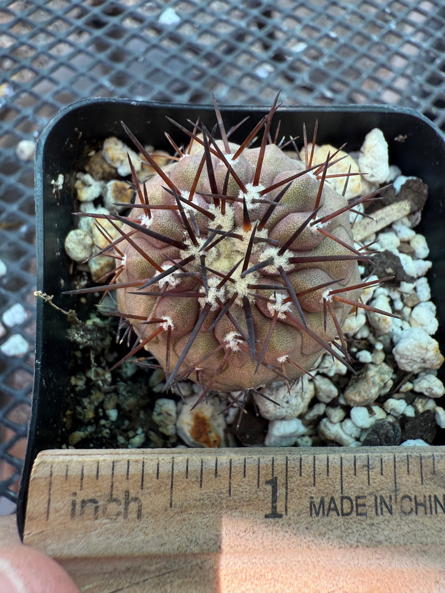 Copiapoa columna alba cactus with character 0002
