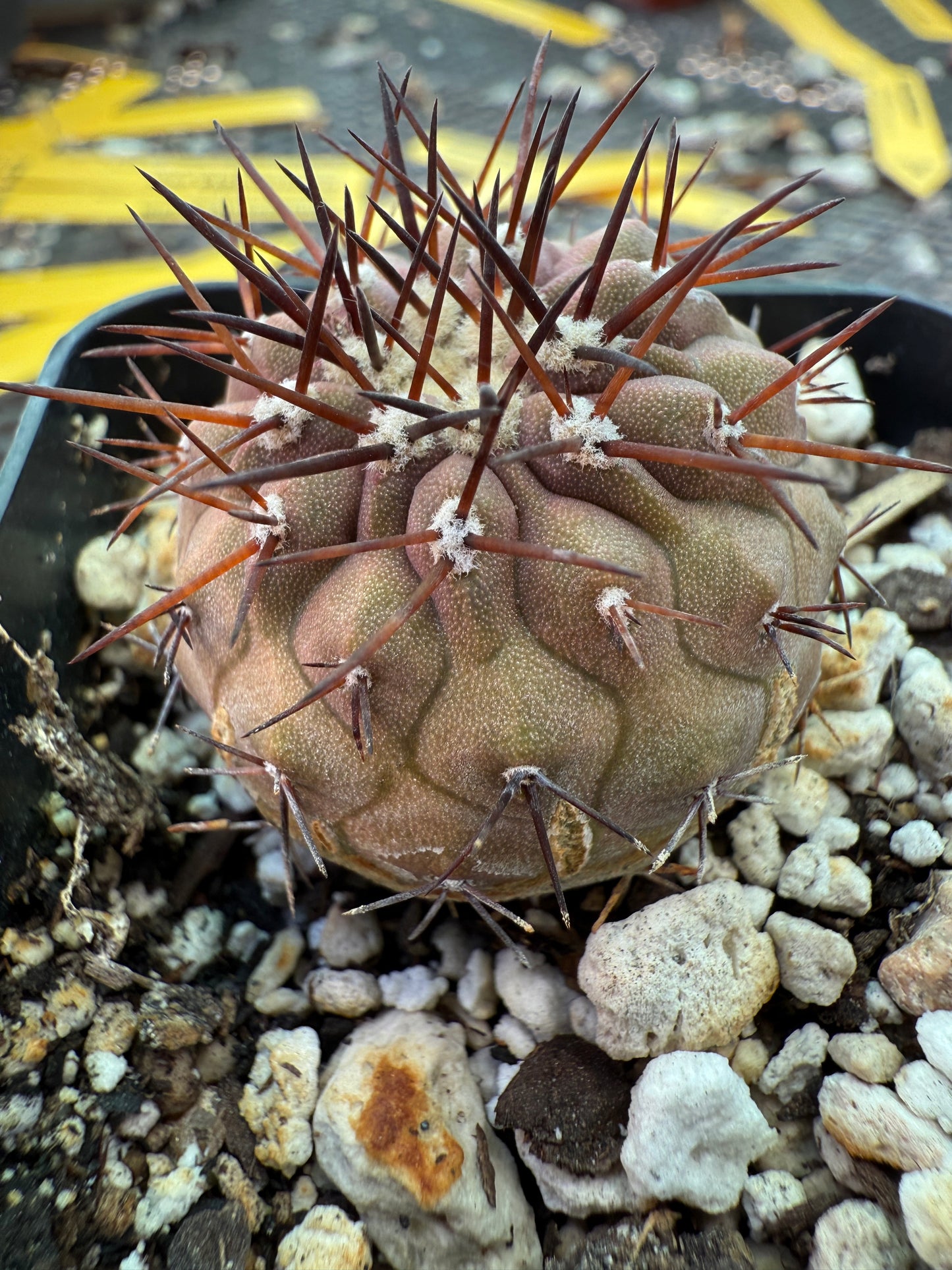 Copiapoa columna alba cactus with character 0002