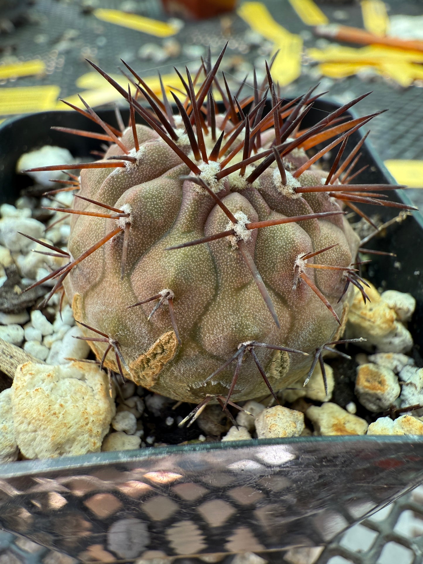 Copiapoa columna alba cactus with character 0002