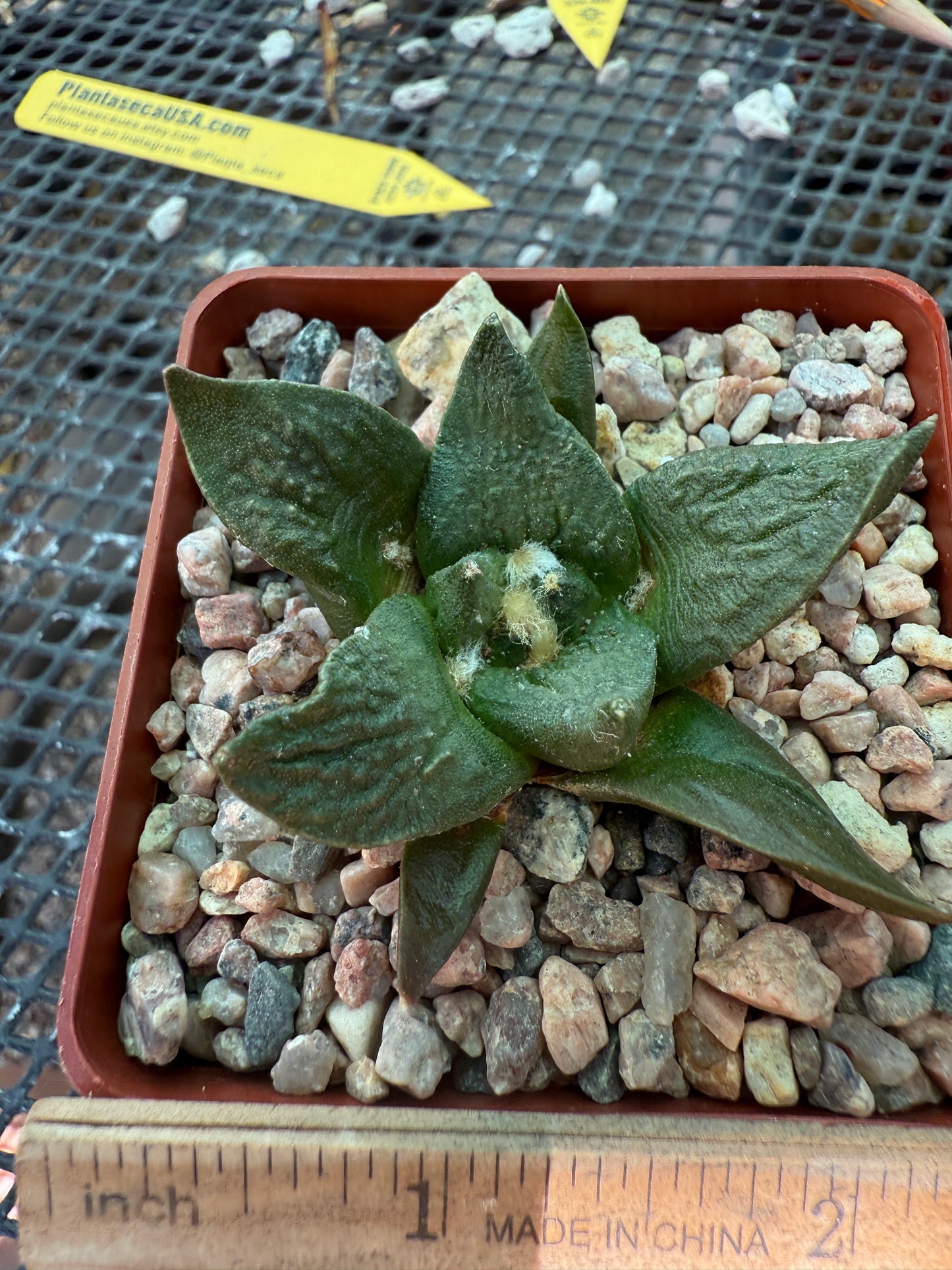 Ariocarpus cauligod rare plant 0005