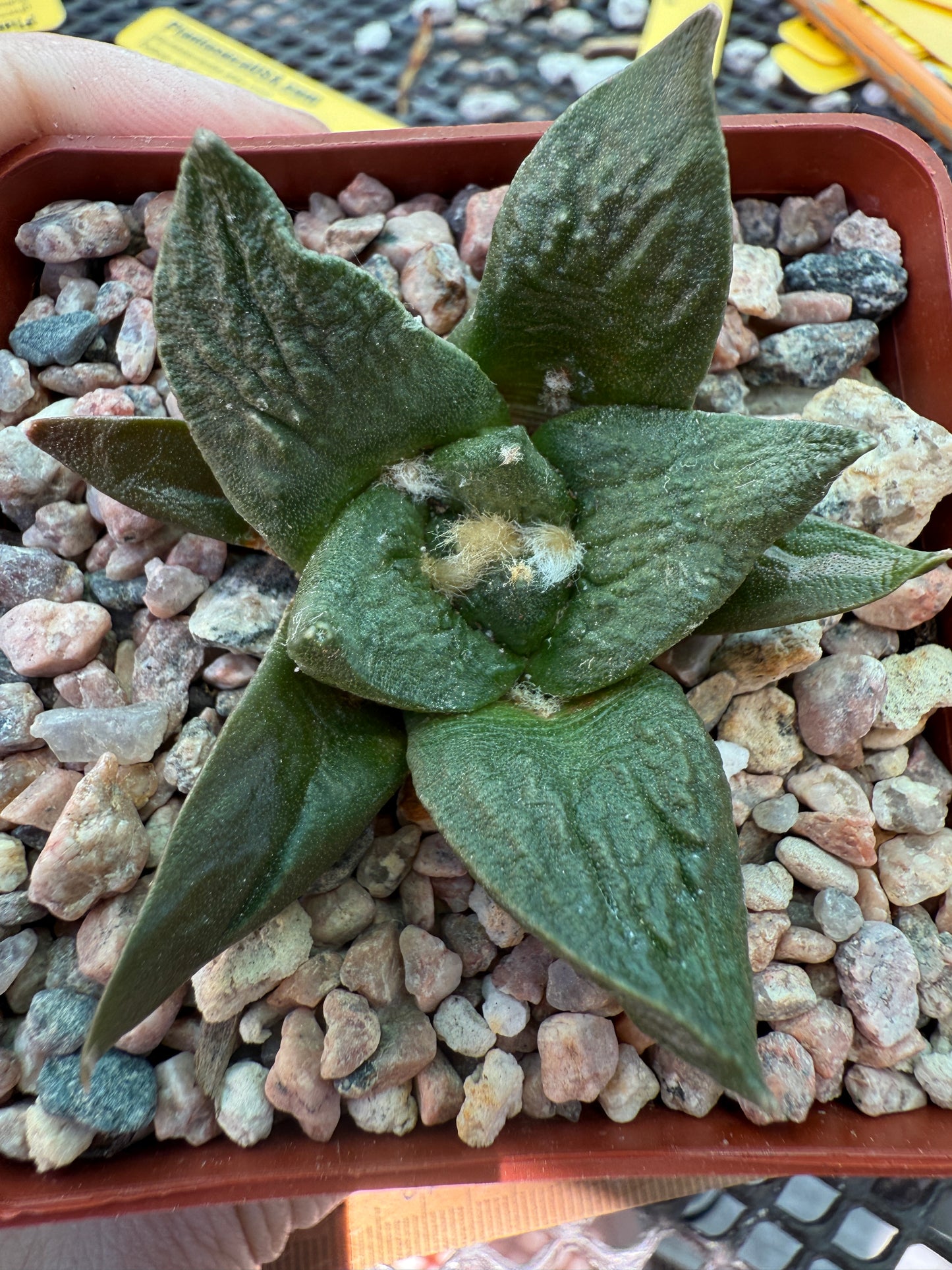 Ariocarpus cauligod rare plant 0005
