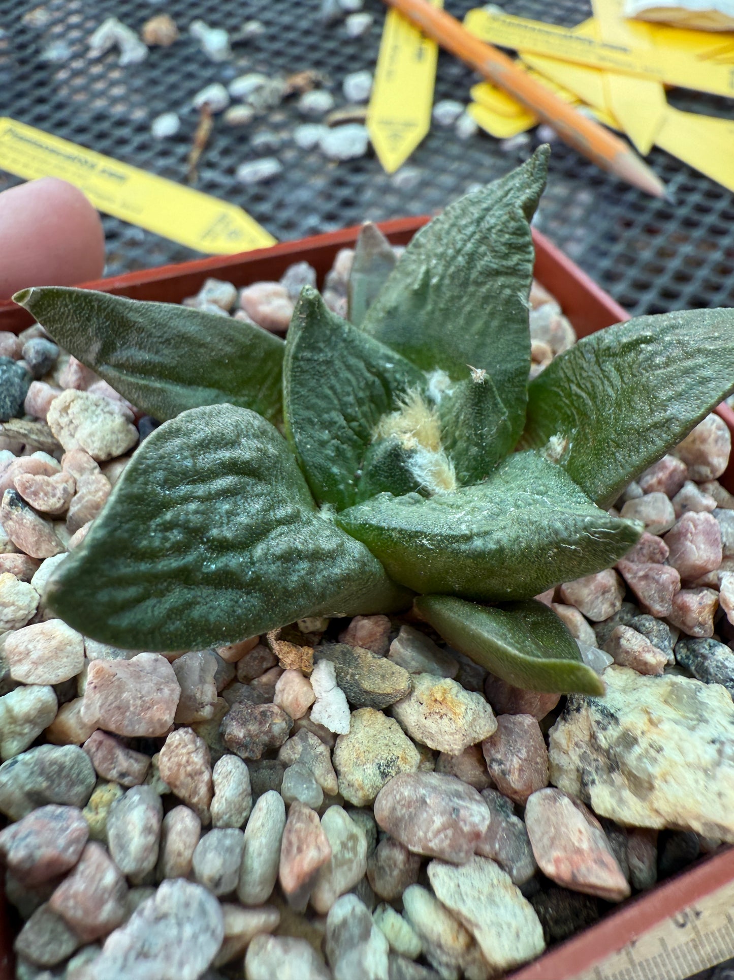 Ariocarpus cauligod rare plant 0005