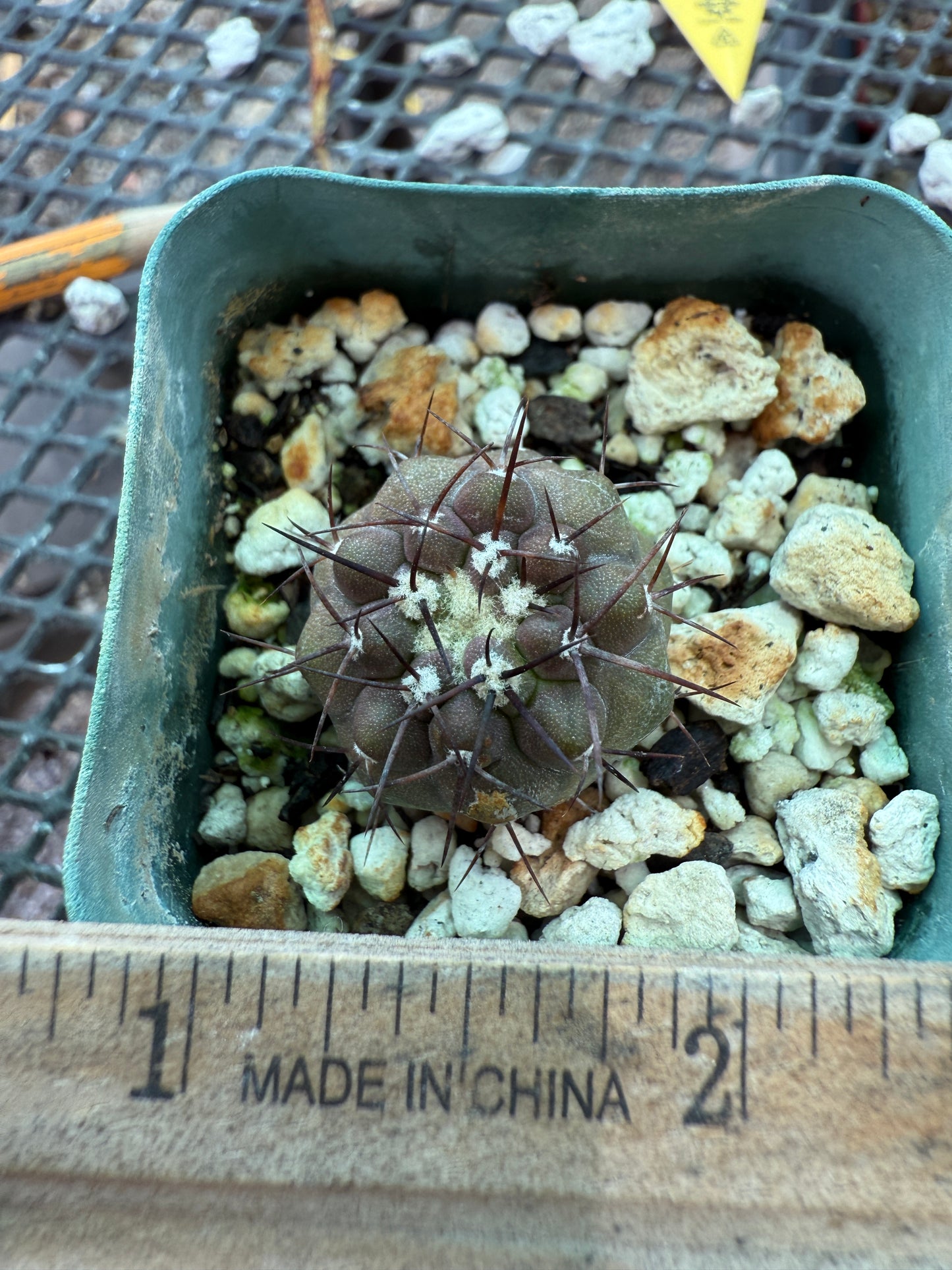 Copiapoa columna alba rare cactus 0008