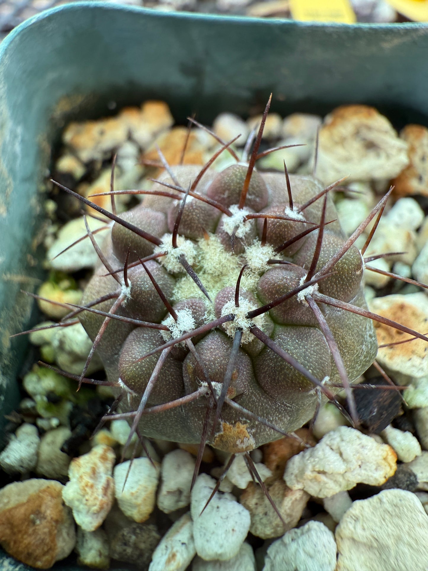 Copiapoa columna alba rare cactus 0008
