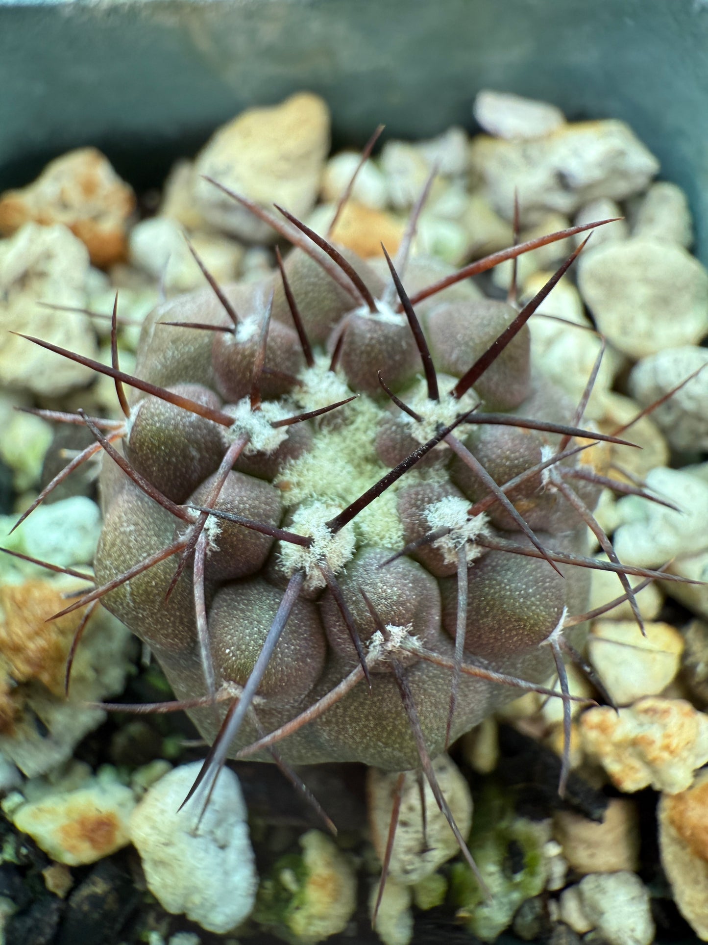 Copiapoa columna alba rare cactus 0008