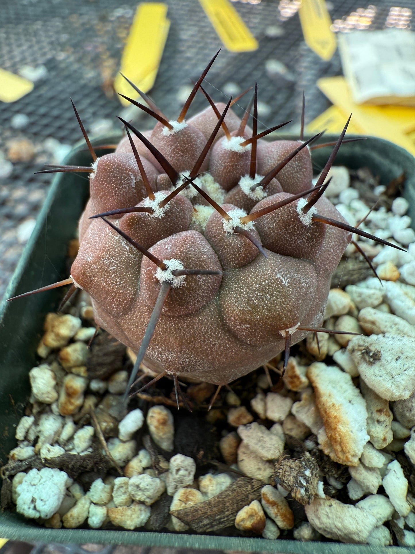 Copiapoa cinerea with some character 0011